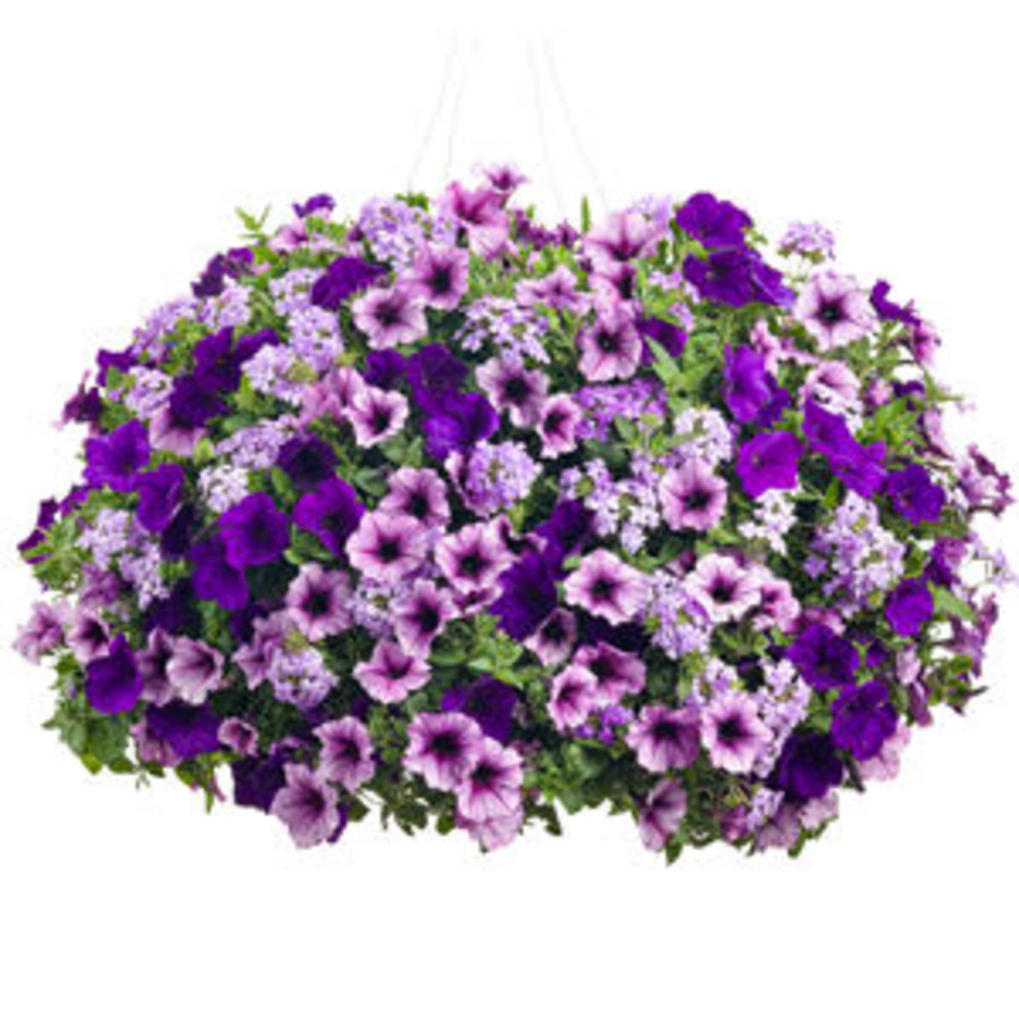 Hanging basket of purple and lavender petunias