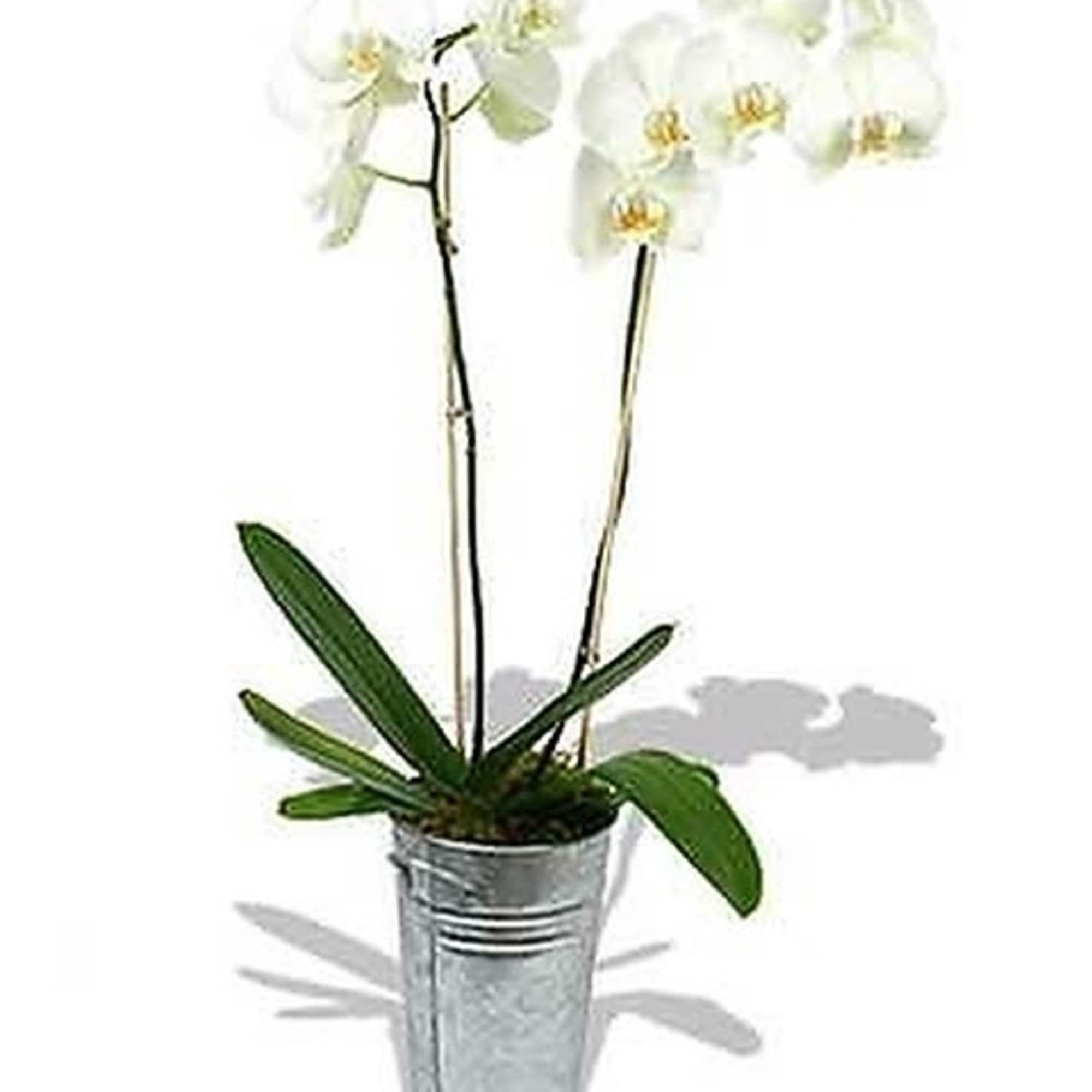 This beautiful Double White Phalaenopsis Orchid Plant is a great and unique