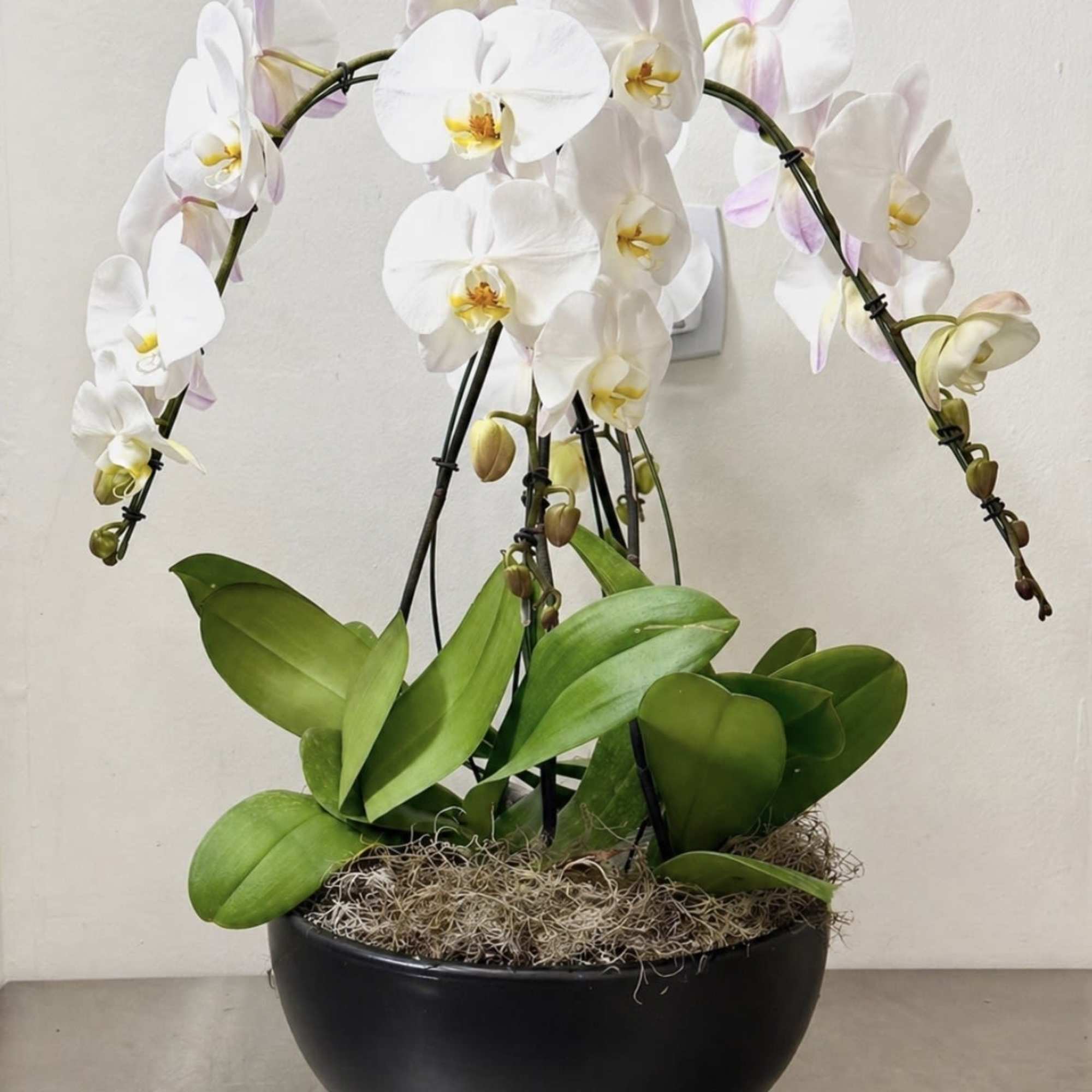 4 beautiful Phalaenopsis orchids in white or black ceramic pot. Please specify