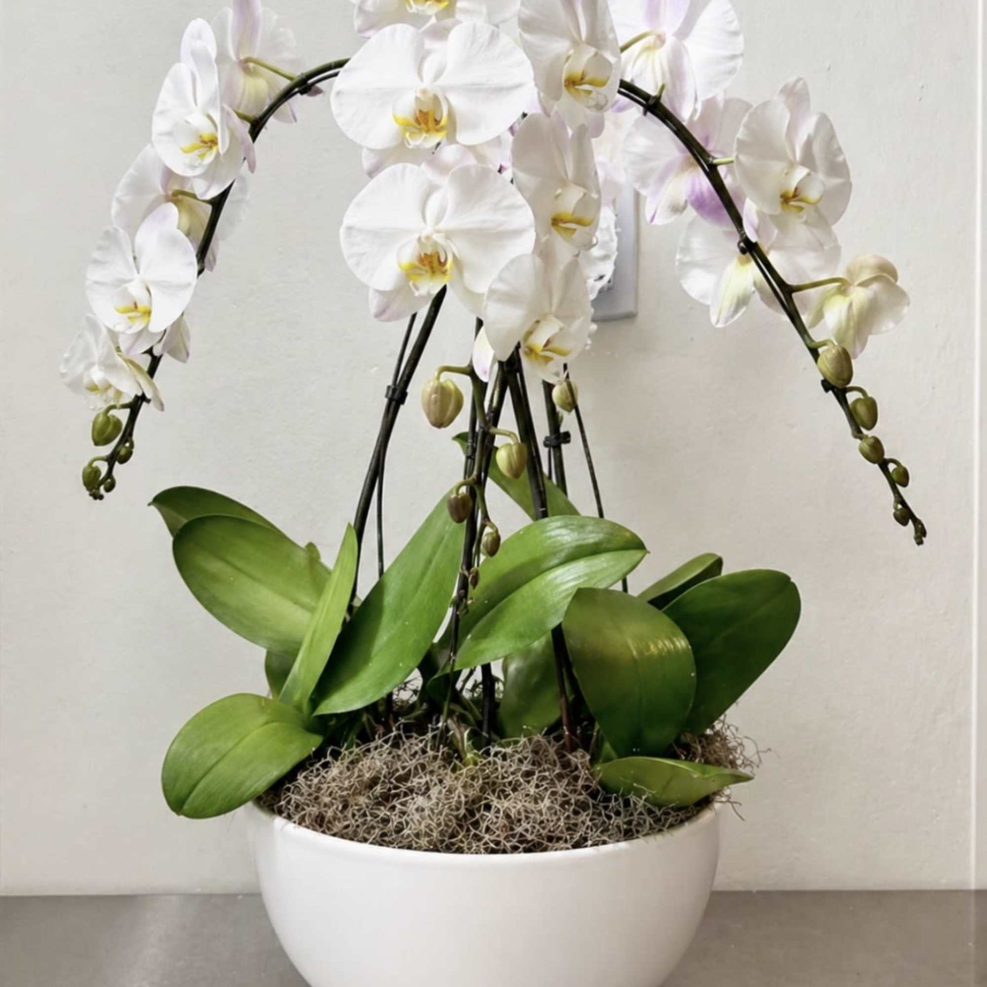 4 beautiful Phalaenopsis orchids in white or black ceramic pot. Please specify