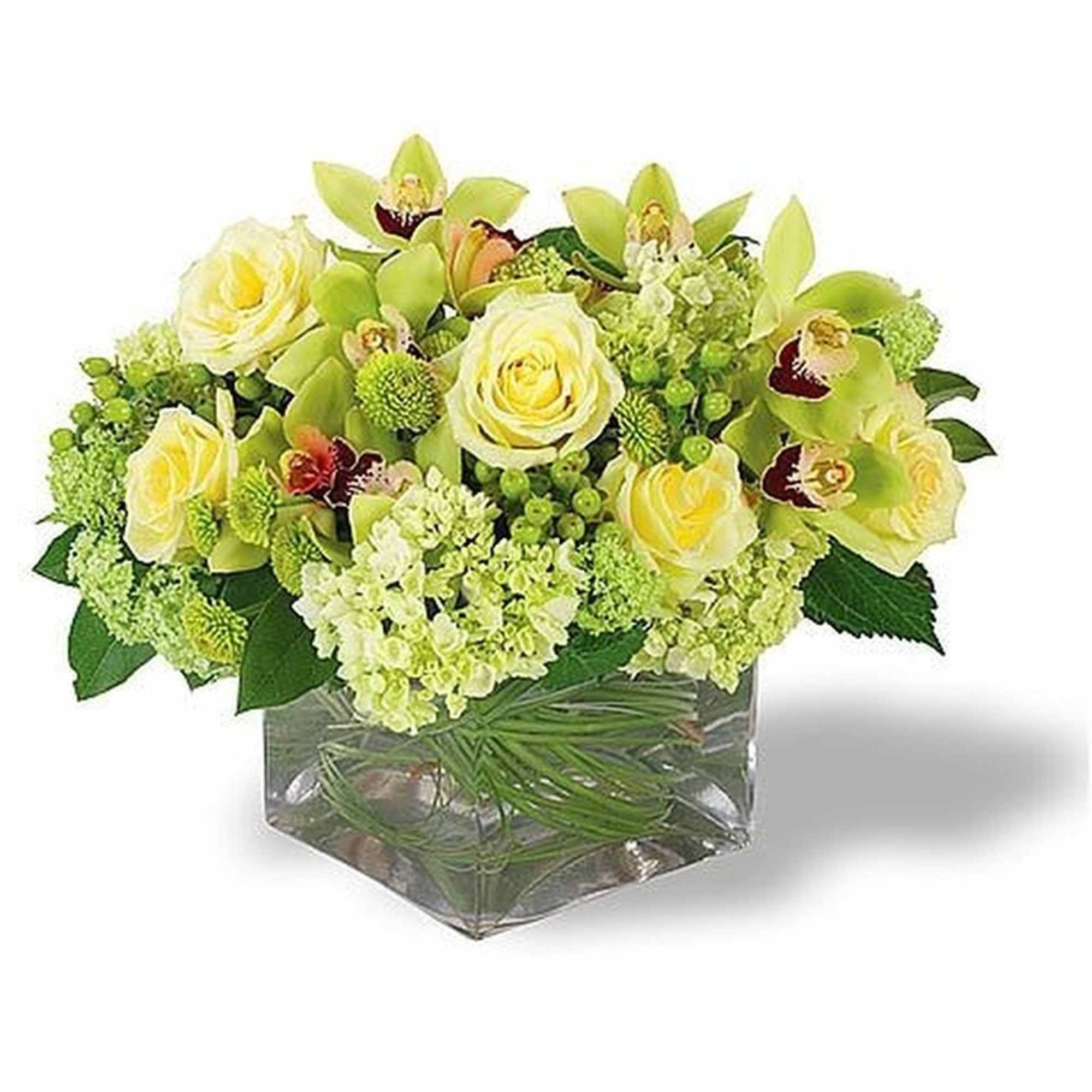 Low cube arrangement of pale yellow roses, green orchids, and hydrangeas in a glass vase