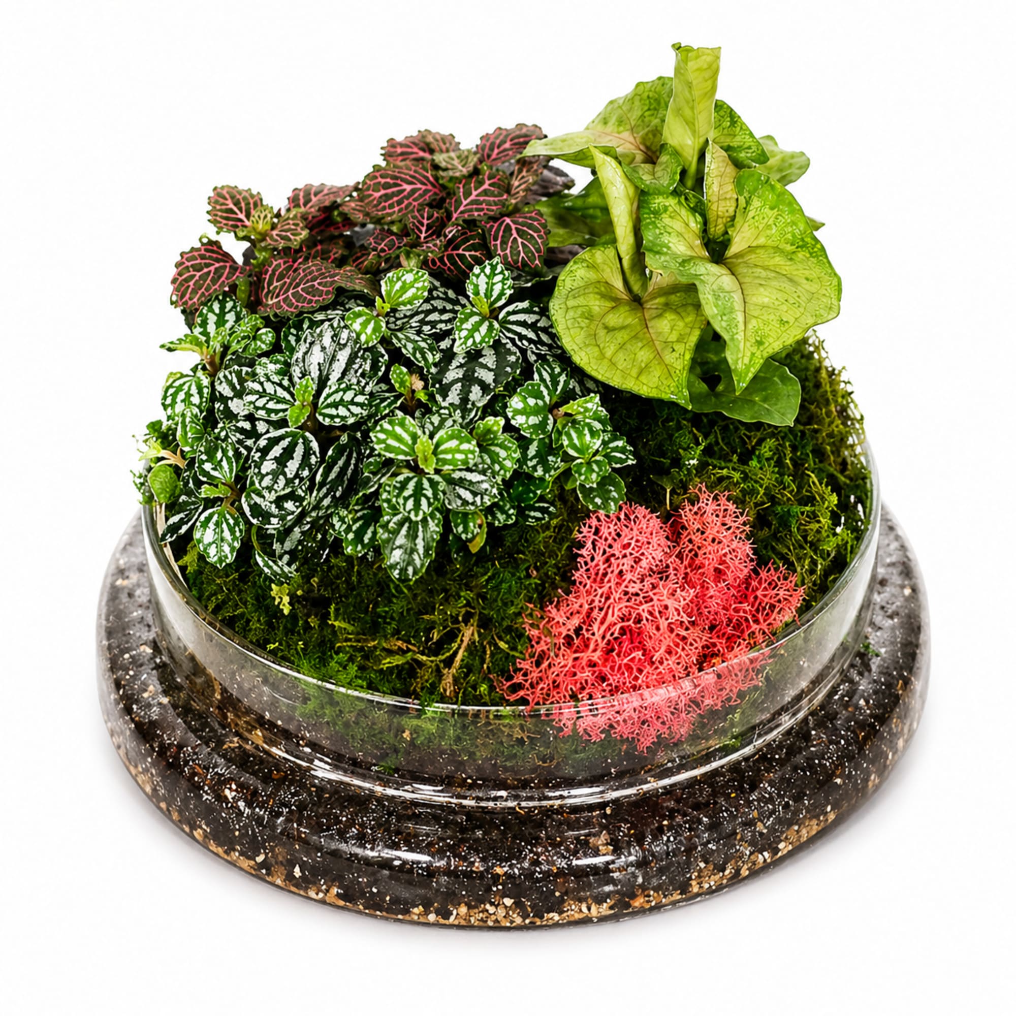 A modern twist on a classic arrangement, this 11" glass cloche terrarium