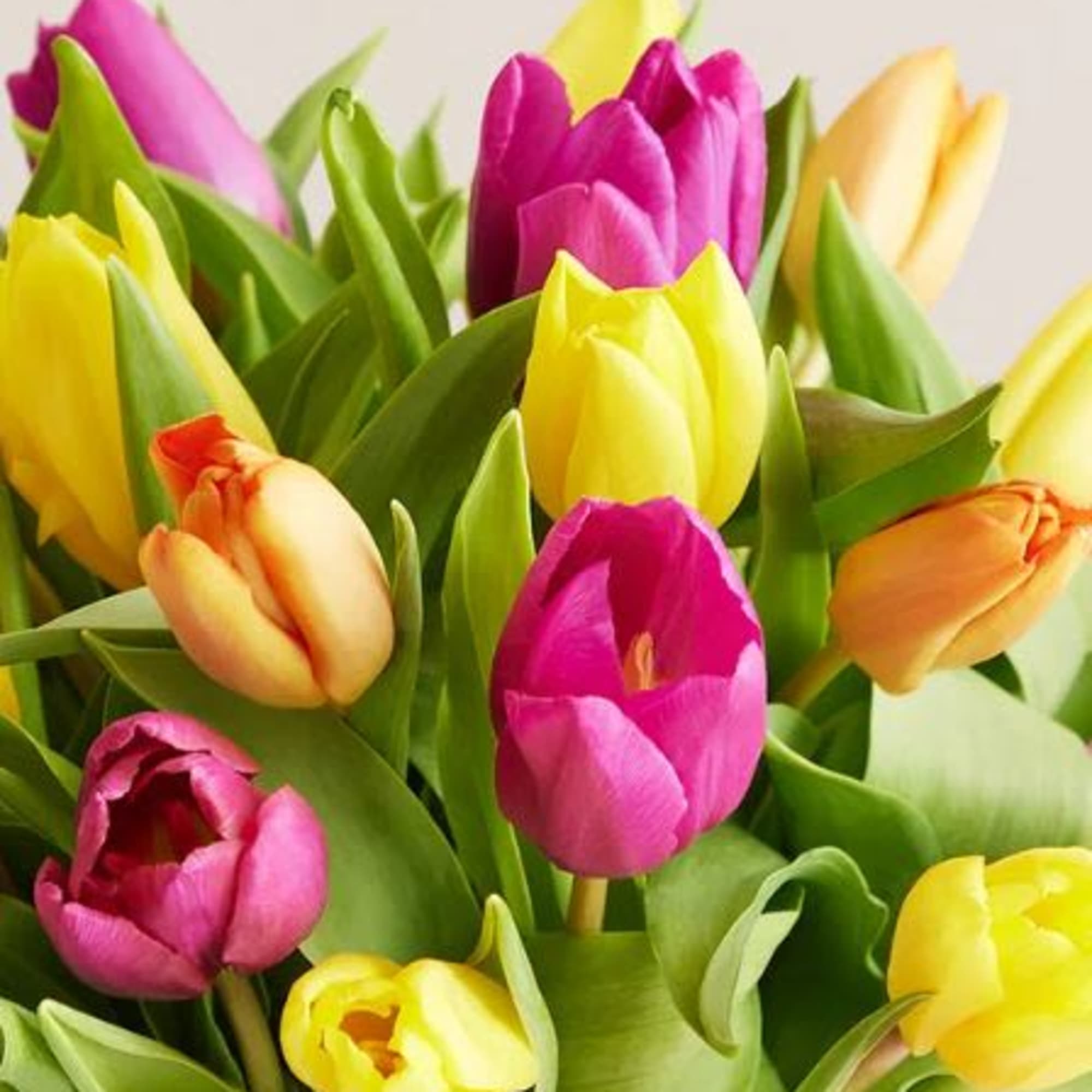  Pet Friendly?
No Tulips contain allergenic lactones which are toxic to household