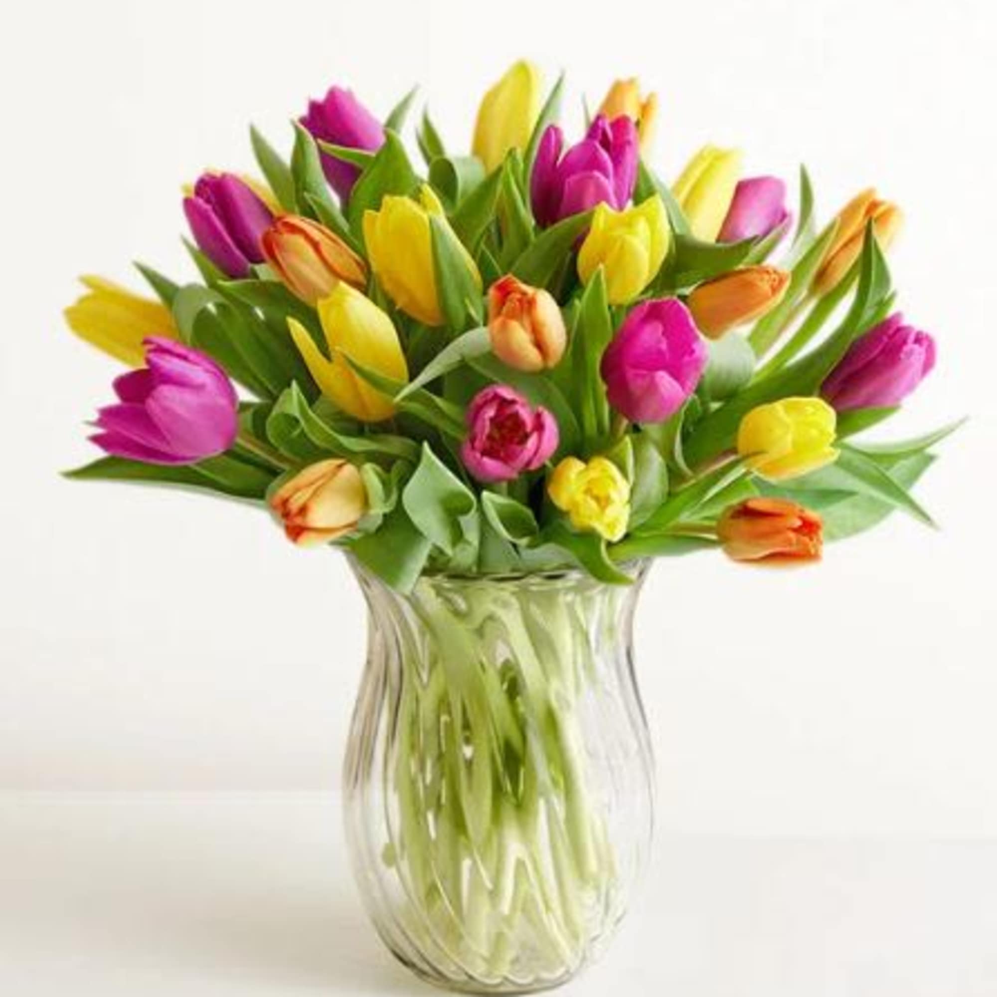  Pet Friendly?
No Tulips contain allergenic lactones which are toxic to household