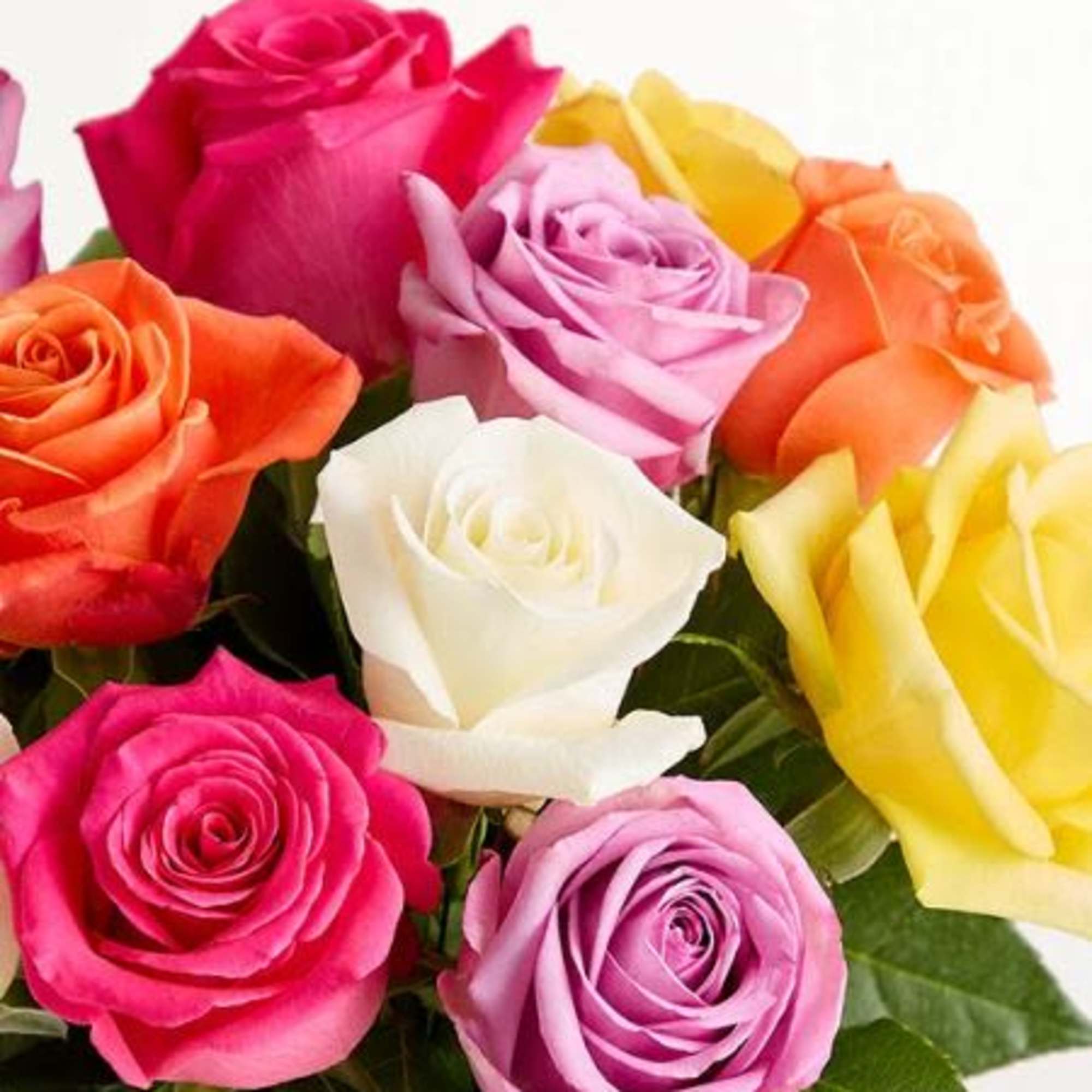  Pet Friendly?
Yes Roses are non-toxic to cats and dogs according to