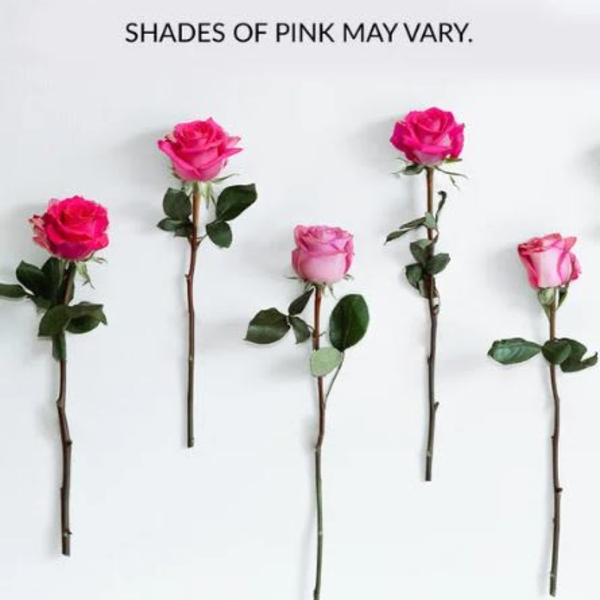  Pet Friendly?
Yes . Roses are considered non-toxic to cats and dogs