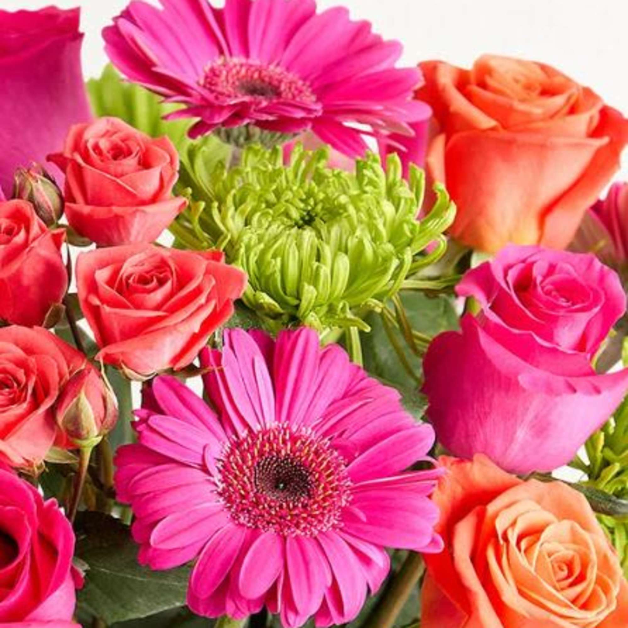  Pet Friendly?
No This arrangement contains Spider Mums (Chrysanthemums), which are toxic