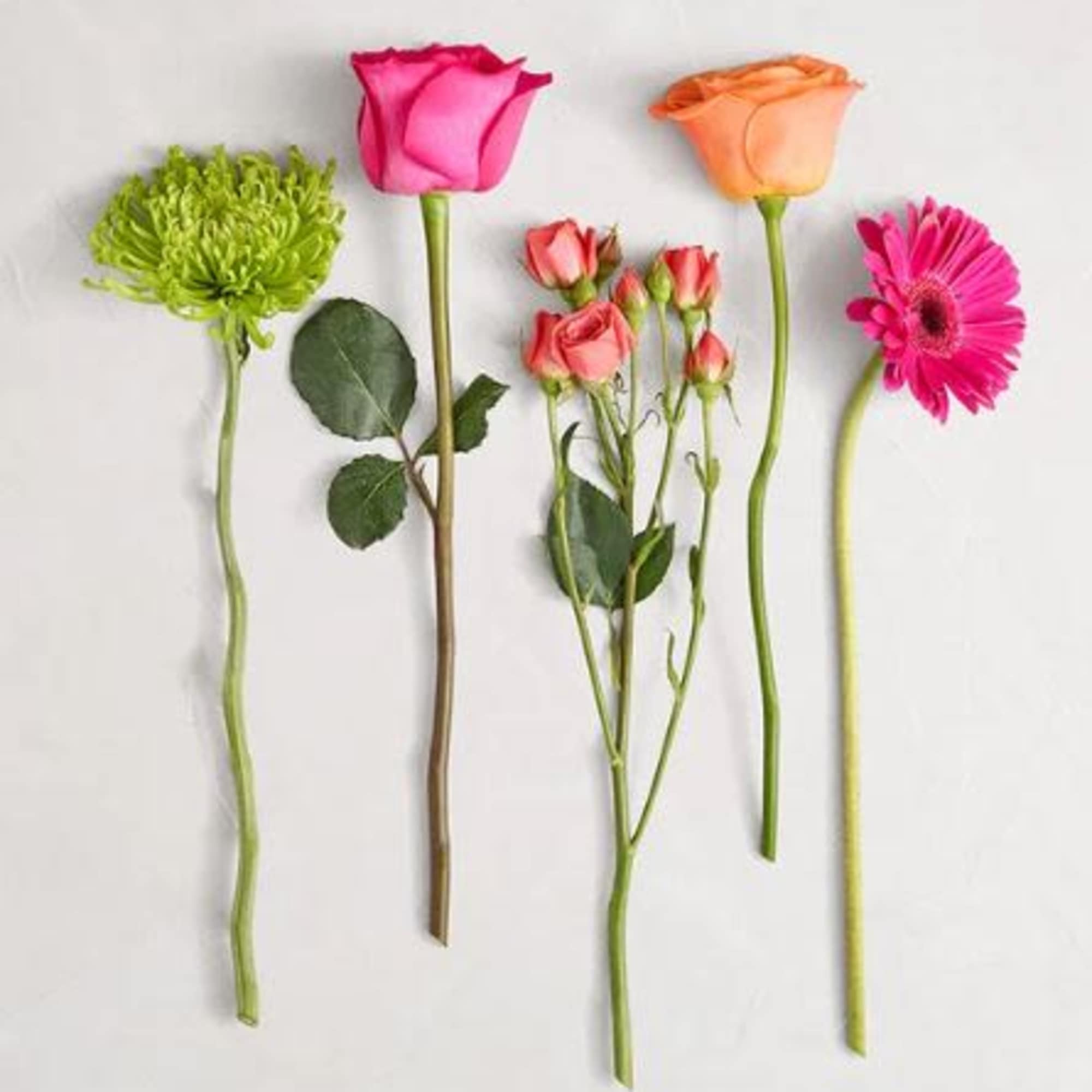  Pet Friendly?
No This arrangement contains Spider Mums (Chrysanthemums), which are toxic