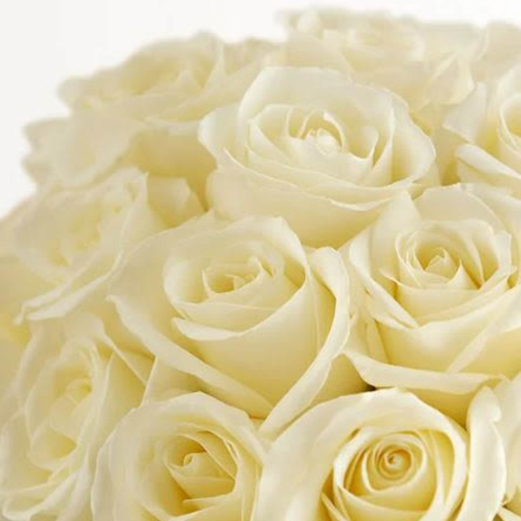  Pet Friendly?
YES While roses themselves are non-toxic to household pets, the