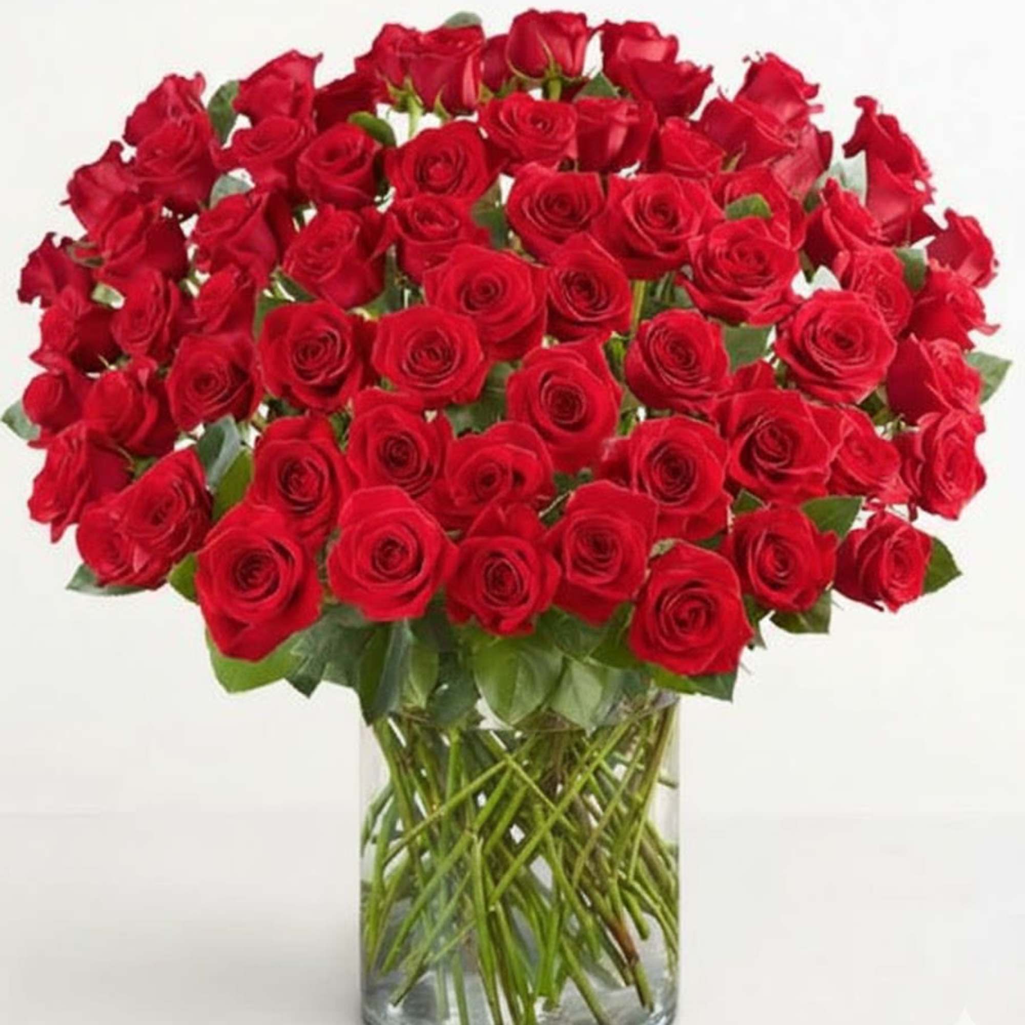  Pet Friendly?
YES While roses themselves are non-toxic to household pets, the