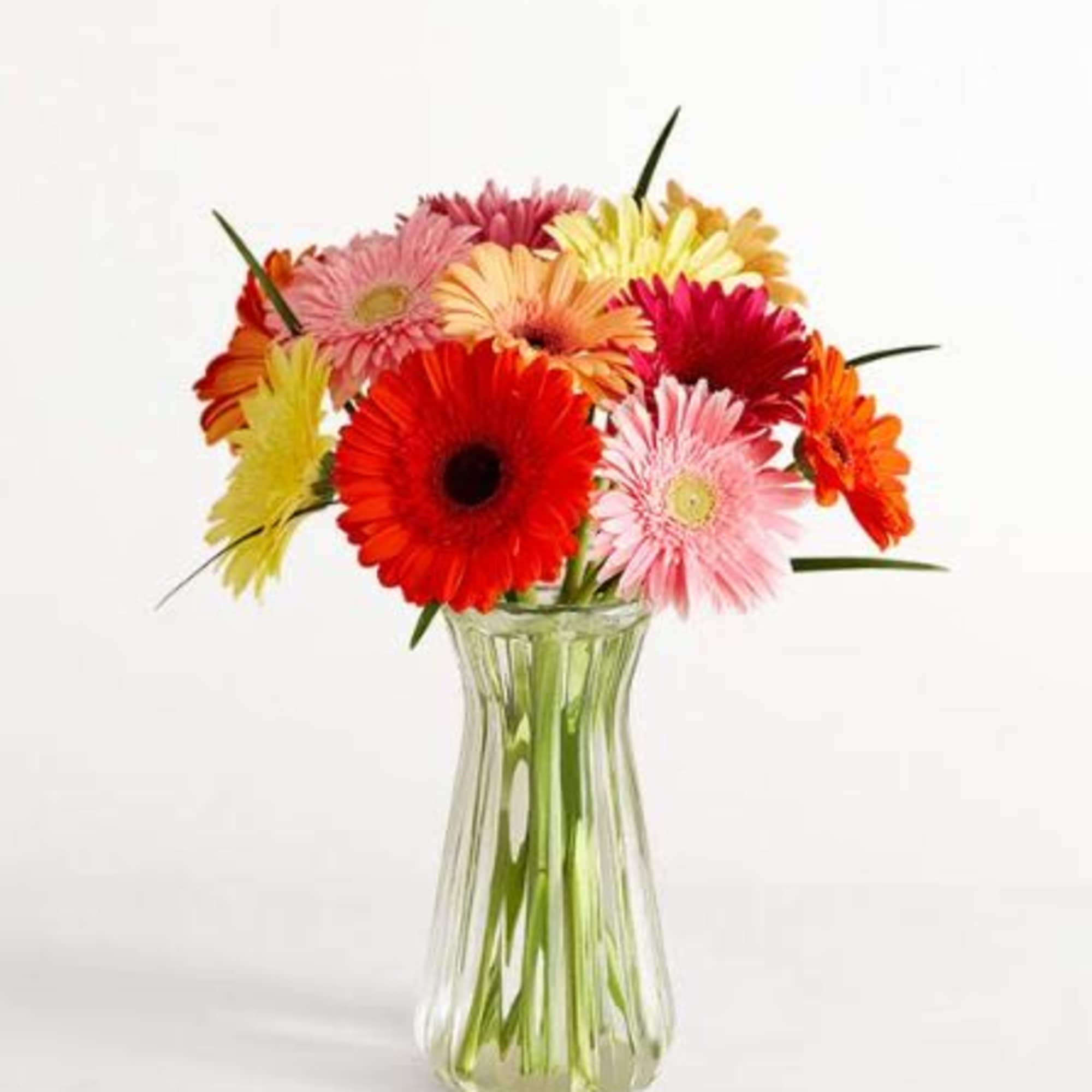 Pet Friendly?
Yes According to the ASPCA, Gerbera Daisies are non-toxic to