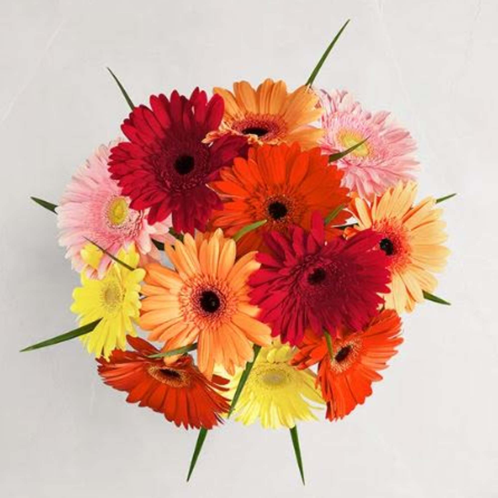  Pet Friendly?
Yes According to the ASPCA, Gerbera Daisies are non-toxic to