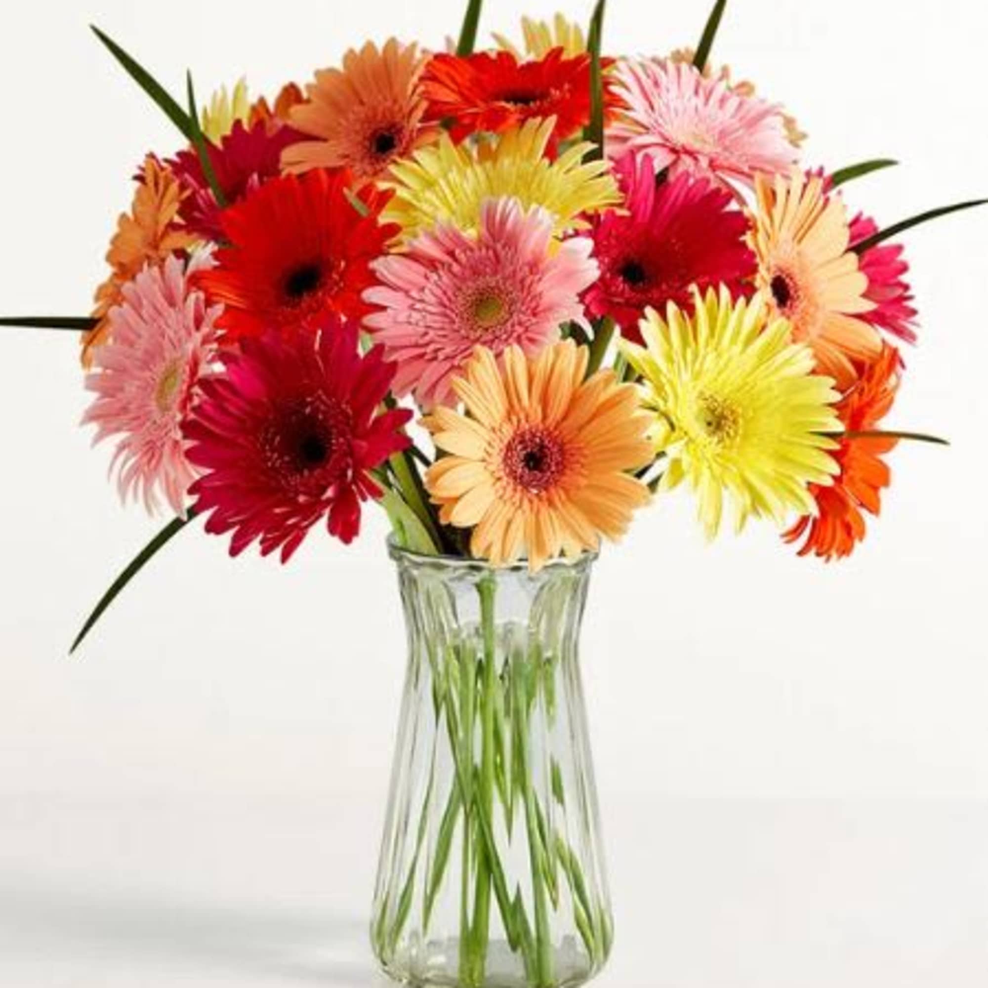  Pet Friendly?
Yes According to the ASPCA, Gerbera Daisies are non-toxic to