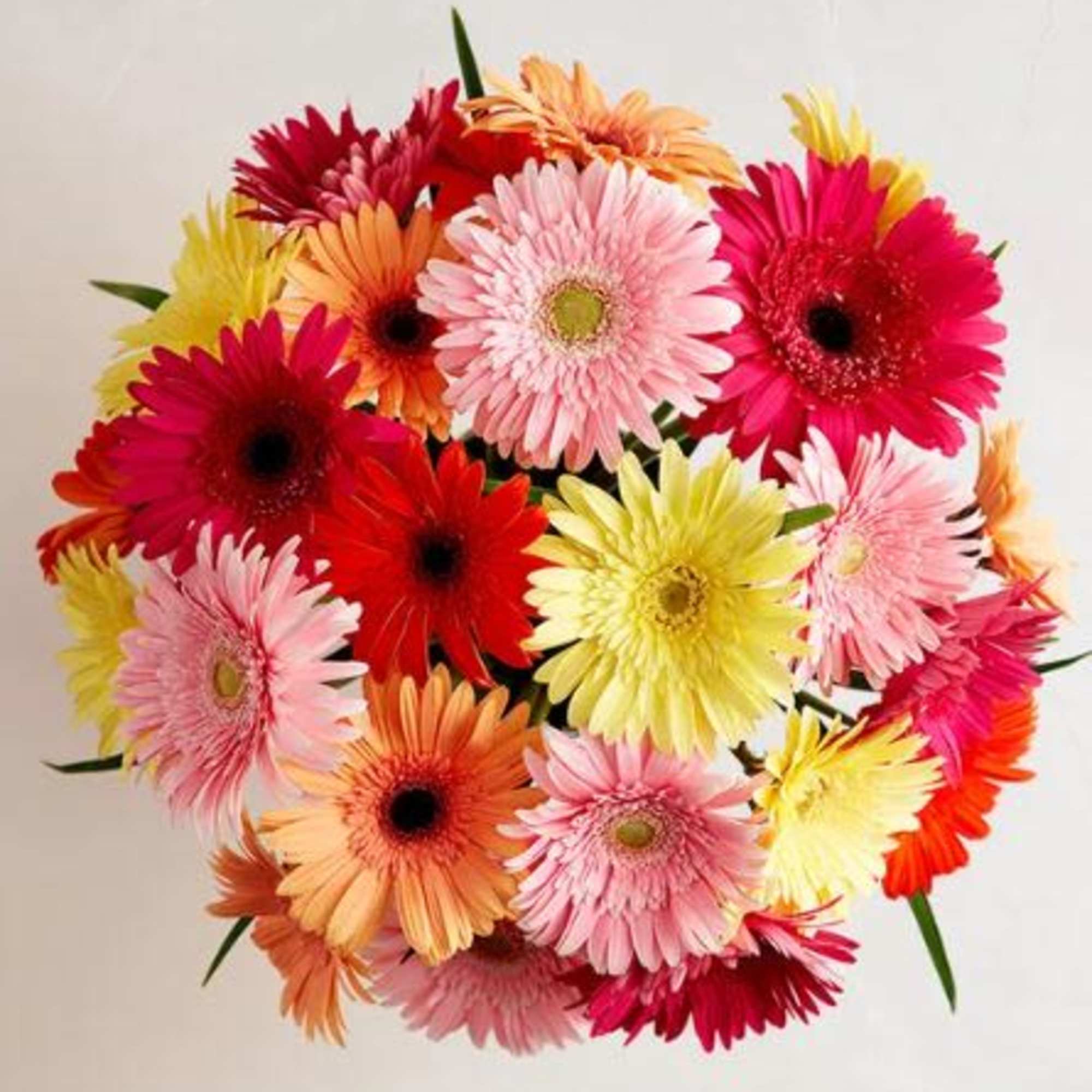  Pet Friendly?
Yes According to the ASPCA, Gerbera Daisies are non-toxic to