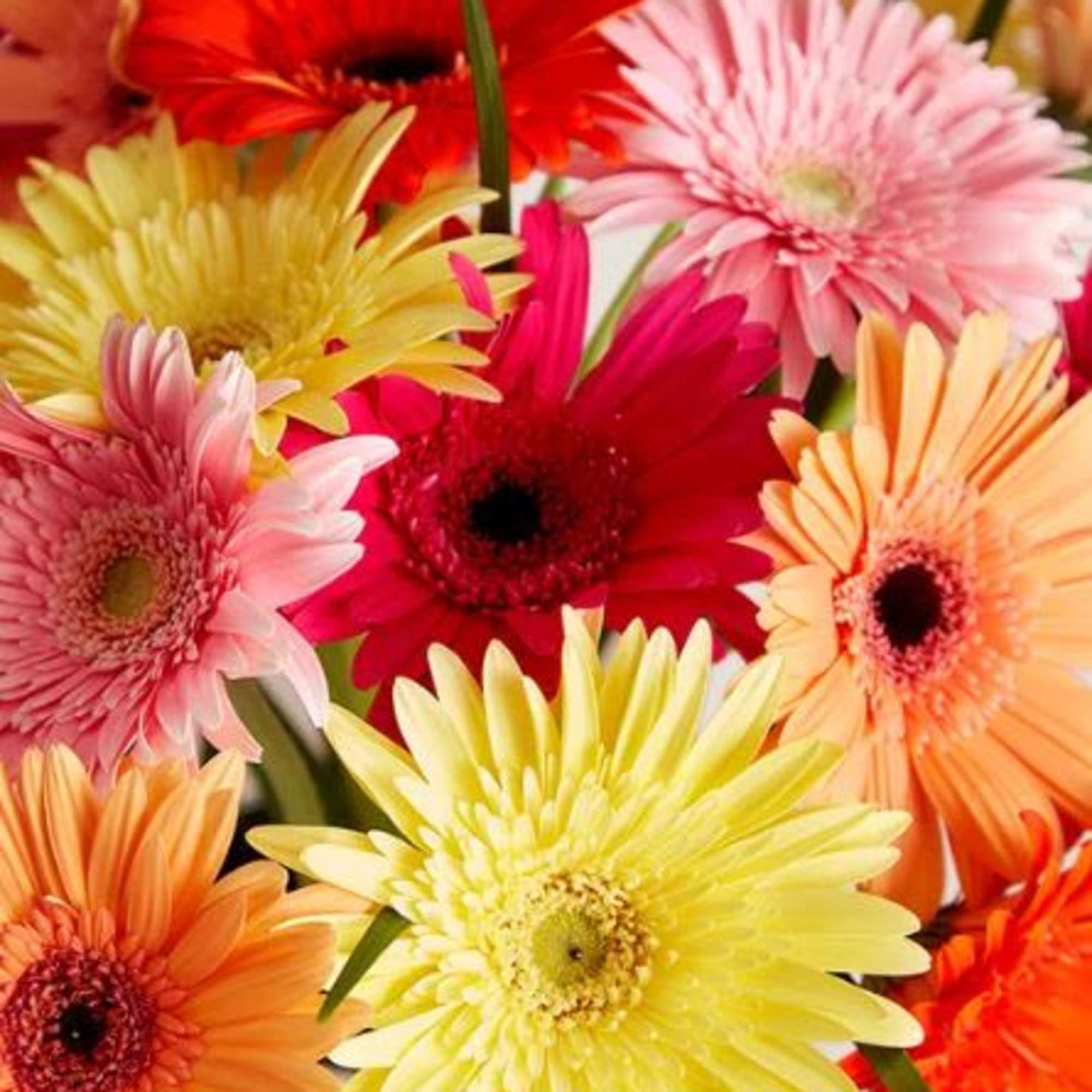  Pet Friendly?
Yes According to the ASPCA, Gerbera Daisies are non-toxic to