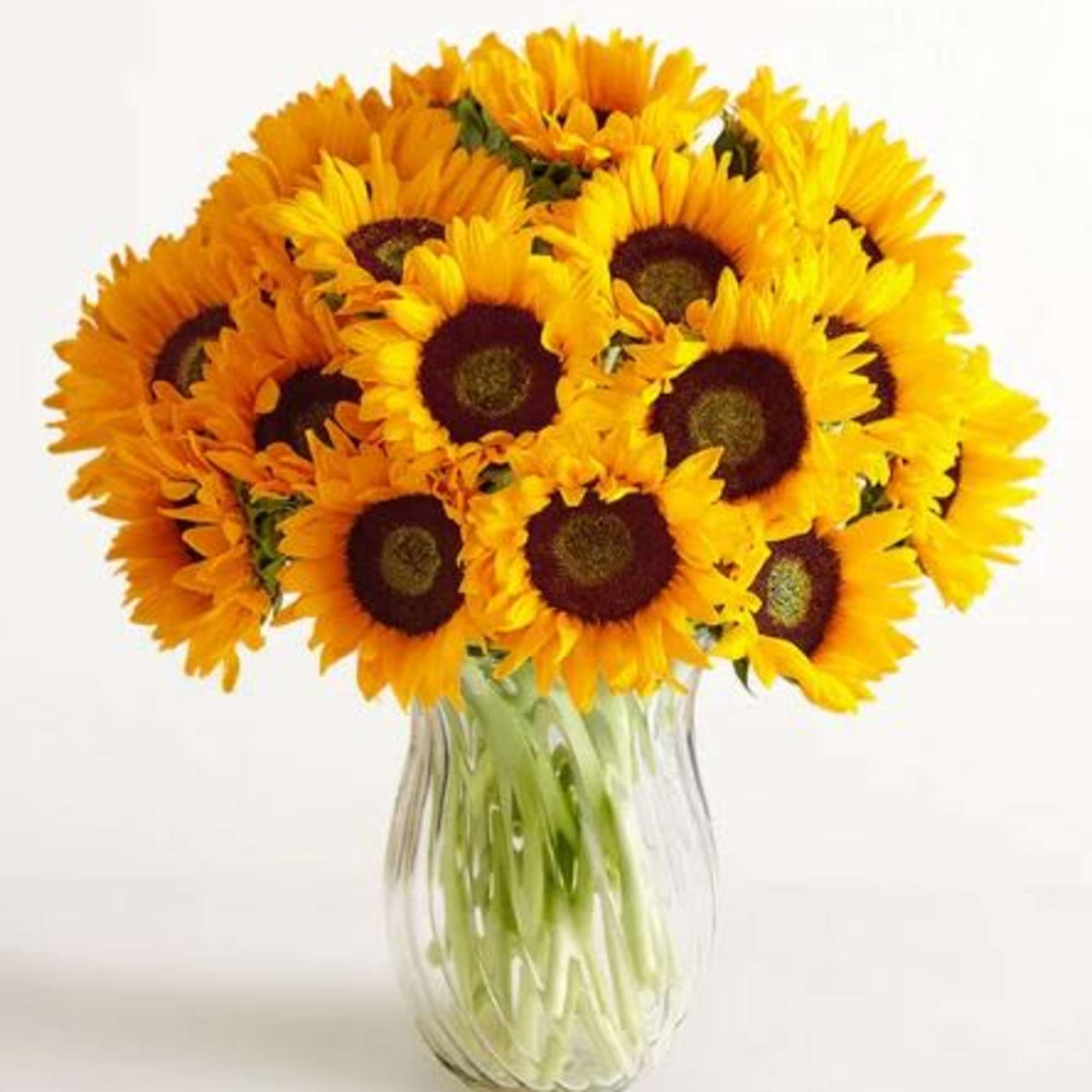  Pet Friendly?
No While Sunflowers themselves are generally non-toxic to household pets
