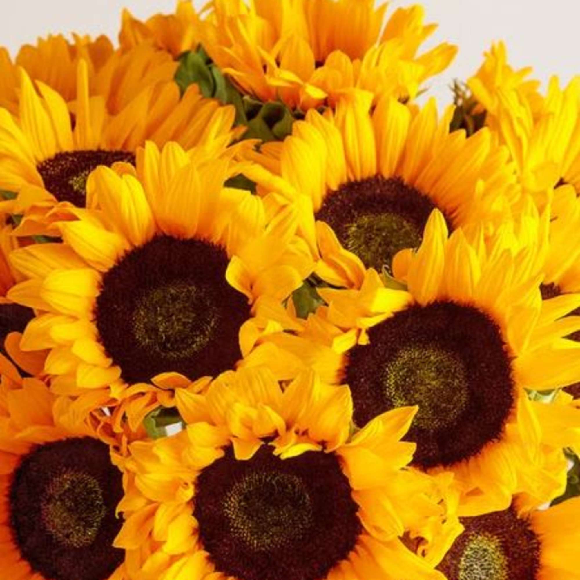  Pet Friendly?
No While Sunflowers themselves are generally non-toxic to household pets