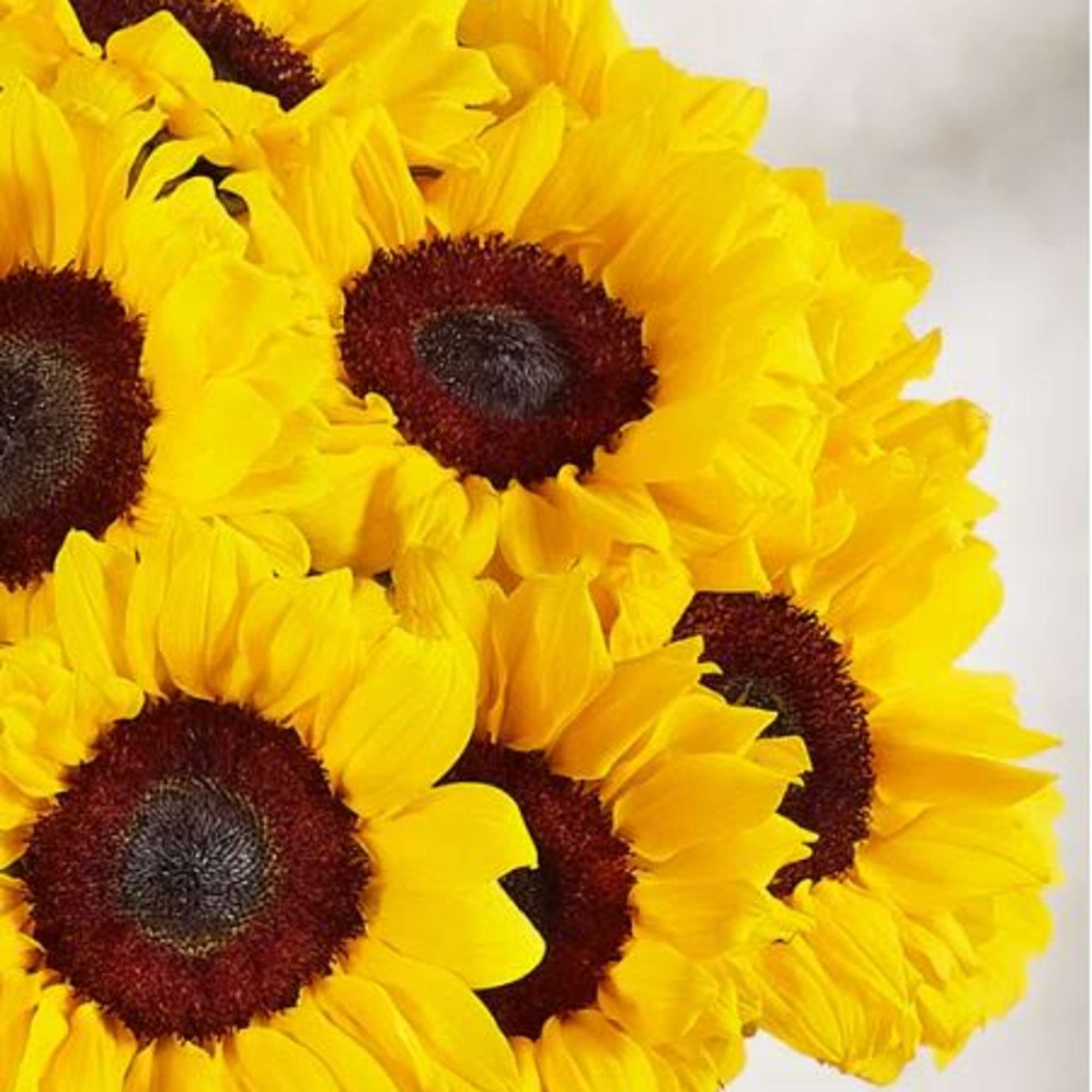  Pet Friendly?
Yes Sunflowers are generally considered non-toxic to both cats and