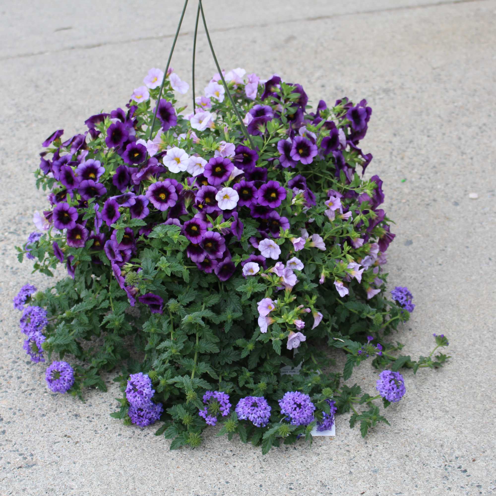 A beautiful display for any home featuring a fresh mix of plants.