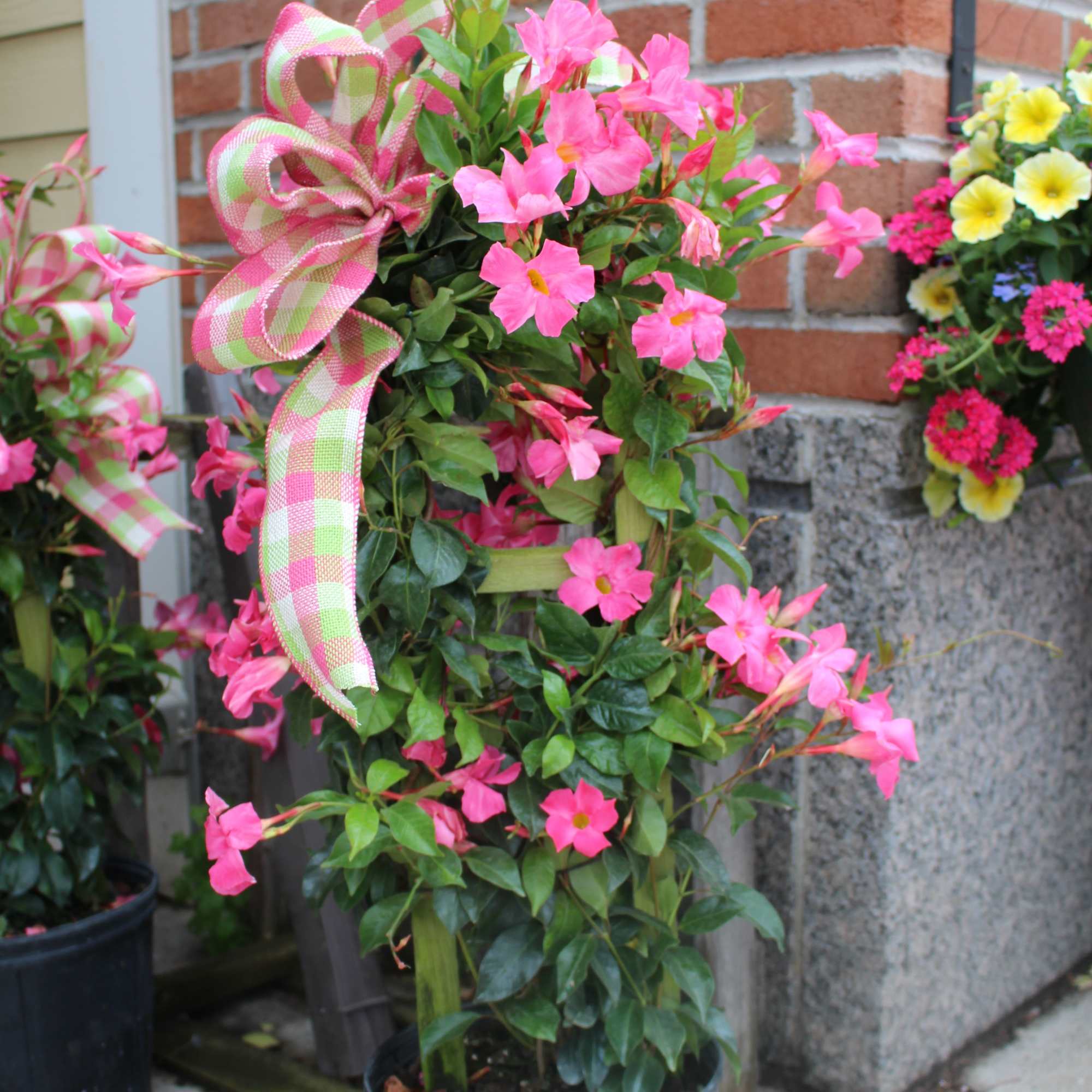 beautiful mandevilla plant for outside