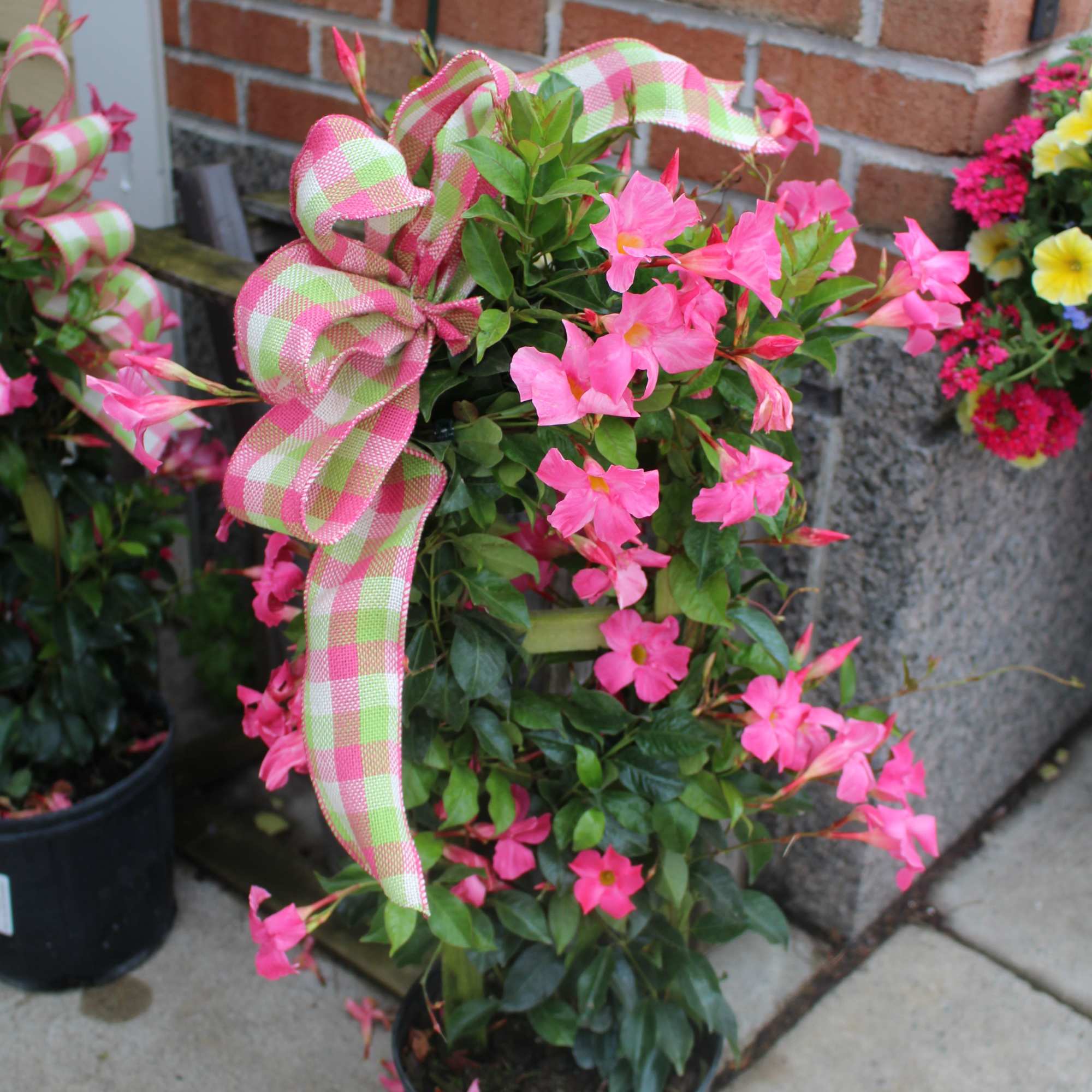 beautiful mandevilla plant for outside