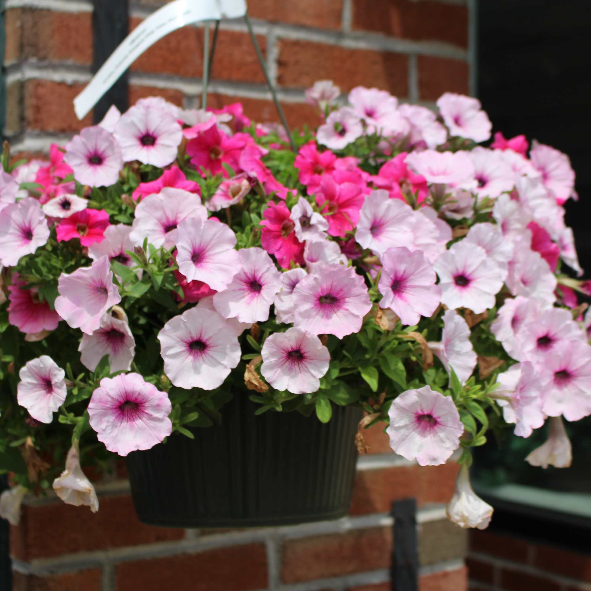 Hanging basket of pink petunia flowers in a dark planter