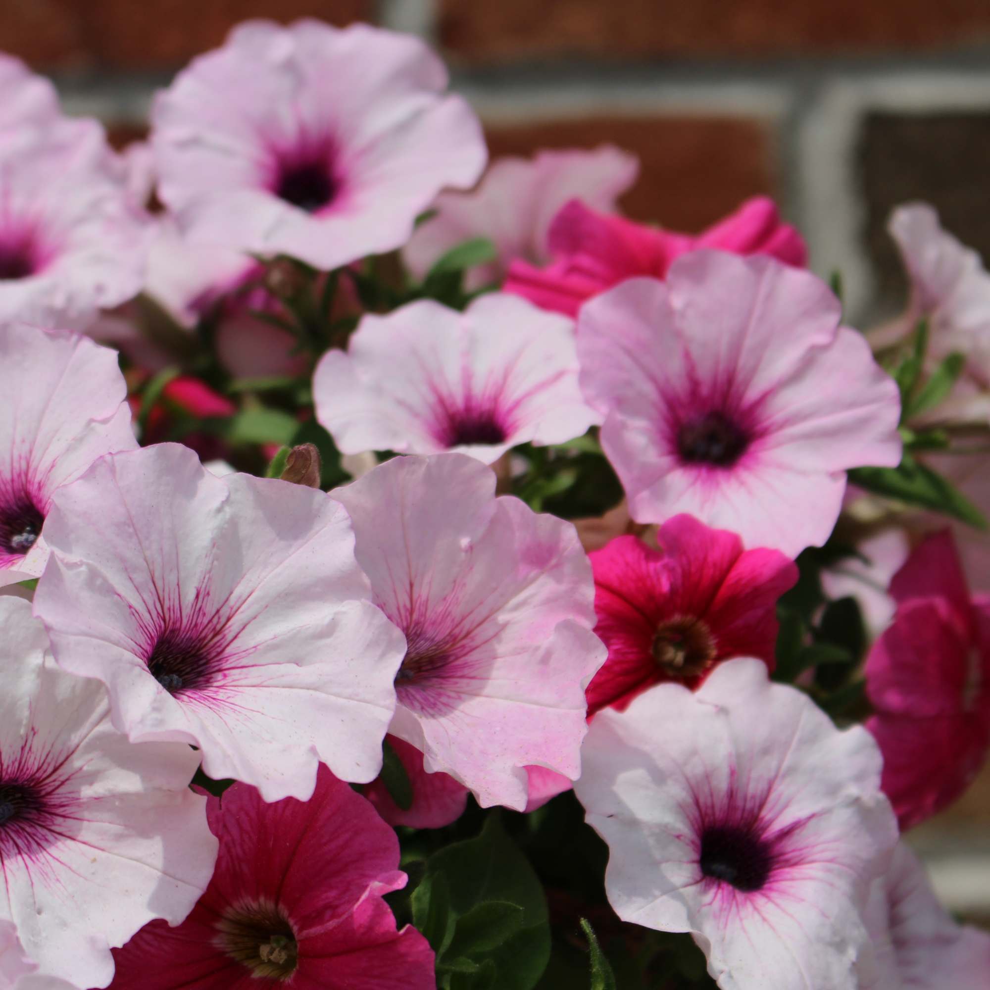 Cluster of pink petunia flowers in bloom