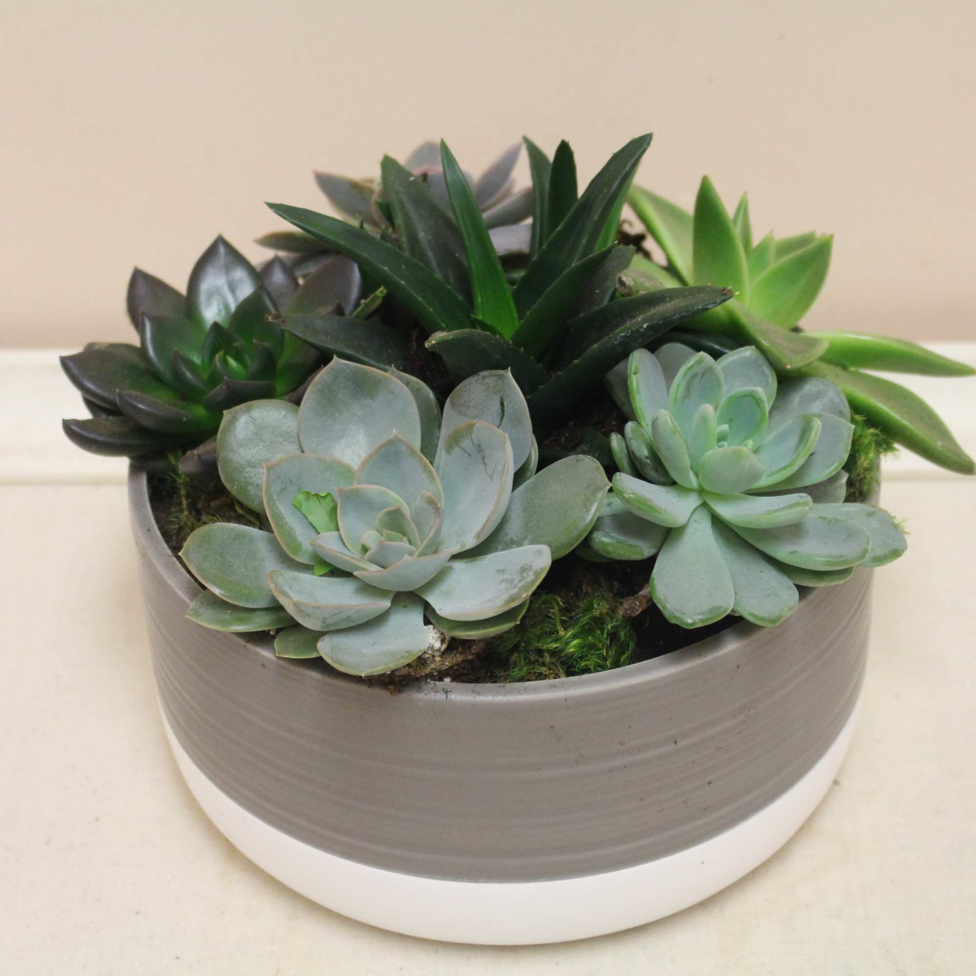 Inspired by the natural elegance of the desert, this gorgeous succulent garden
