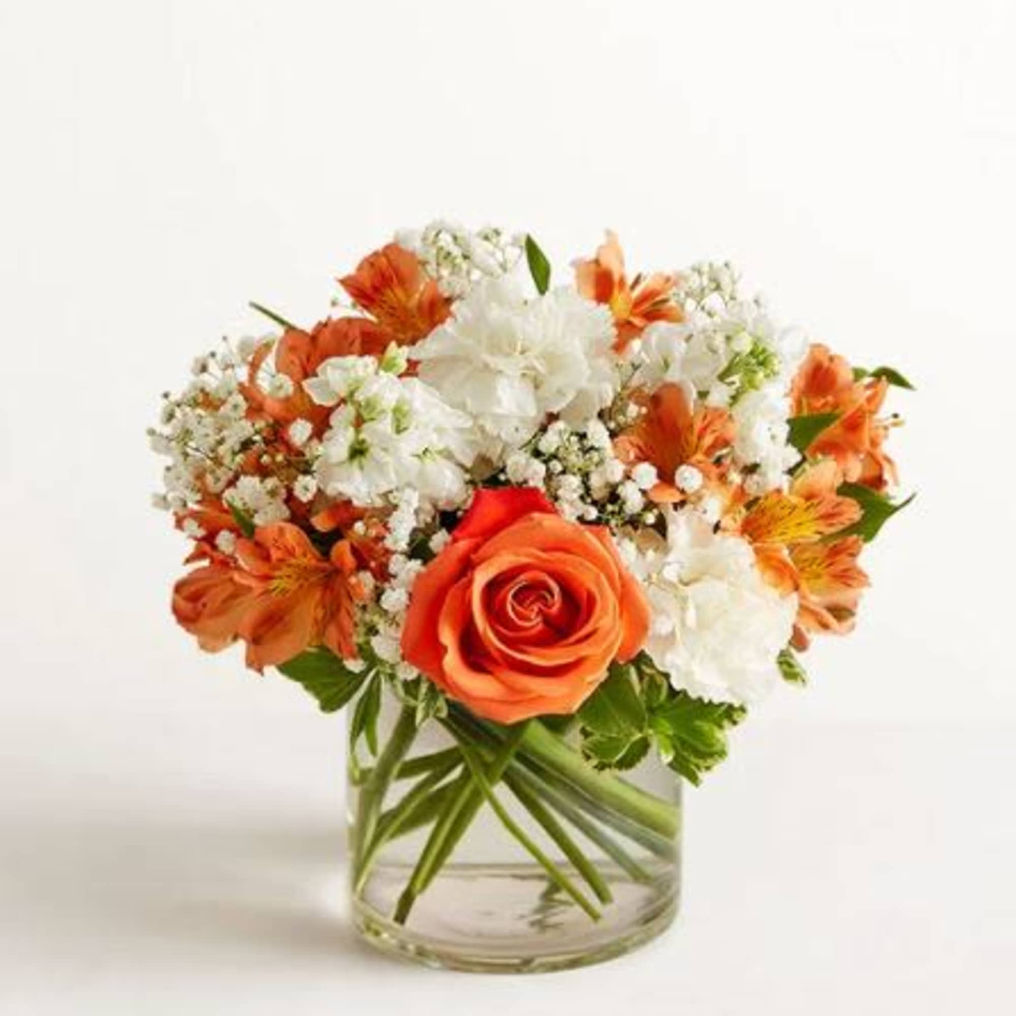  Pet Friendly?
Use Caution. Carnations may be toxic to pets (dogs and
