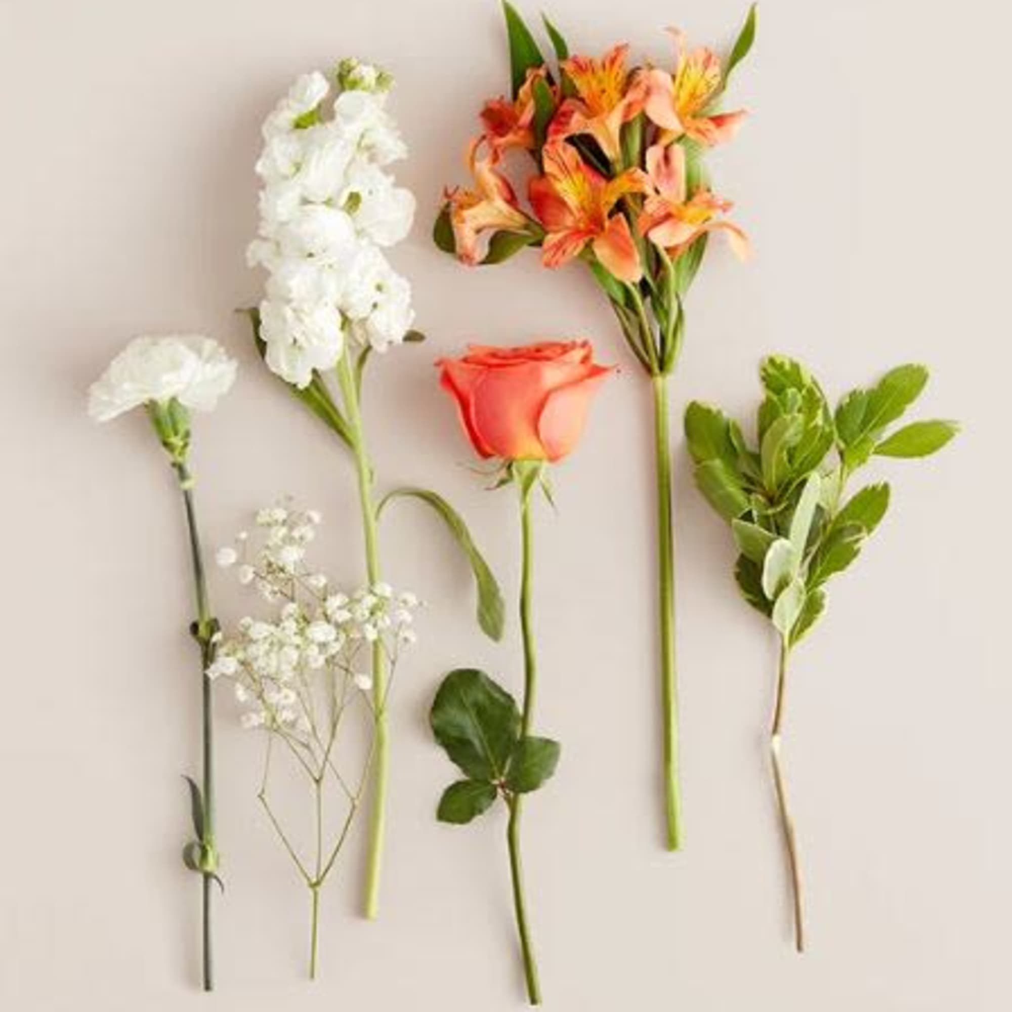  Pet Friendly?
Use Caution. Carnations may be toxic to pets (dogs and