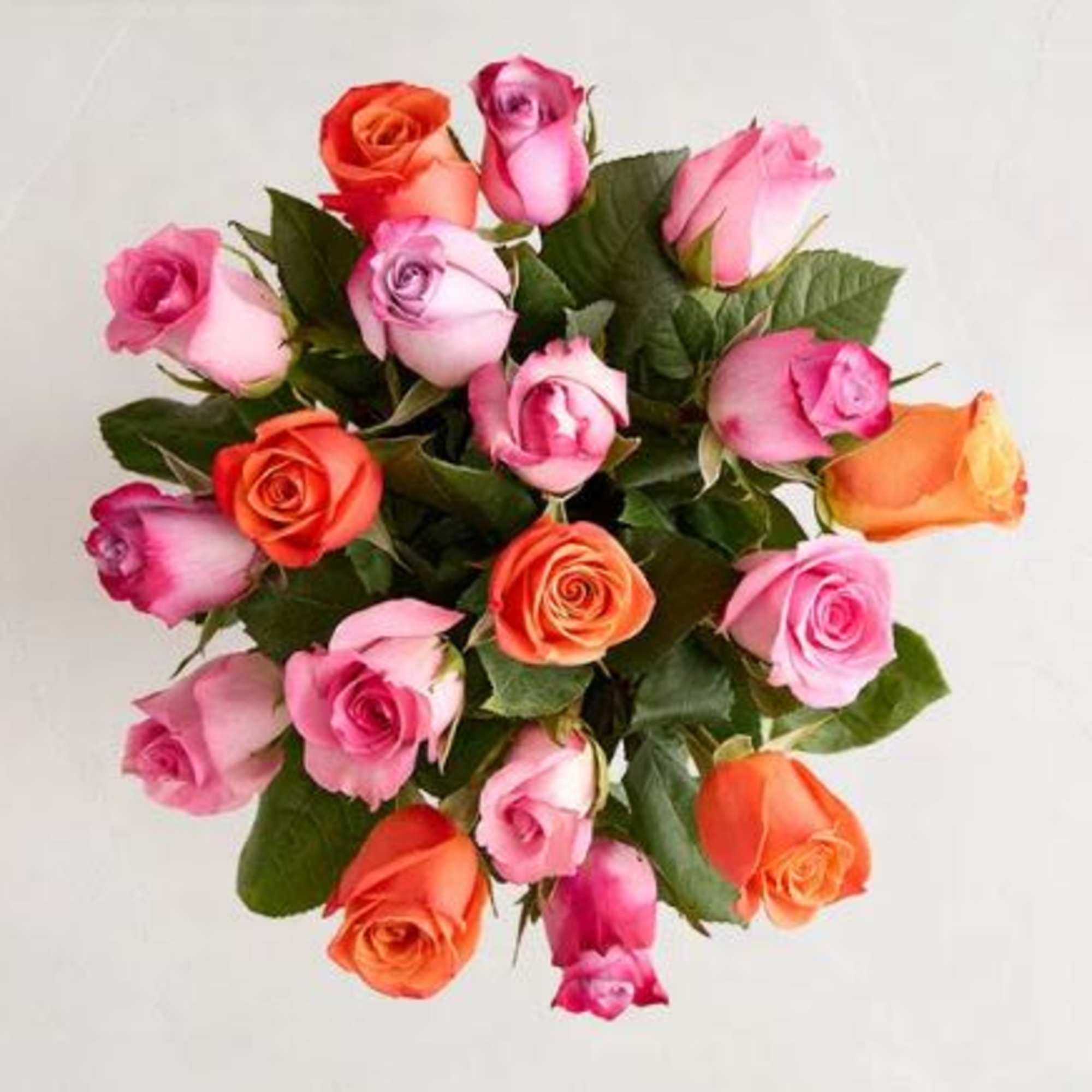  Pet Friendly?
YES While Roses themselves are non-toxic to household pets like