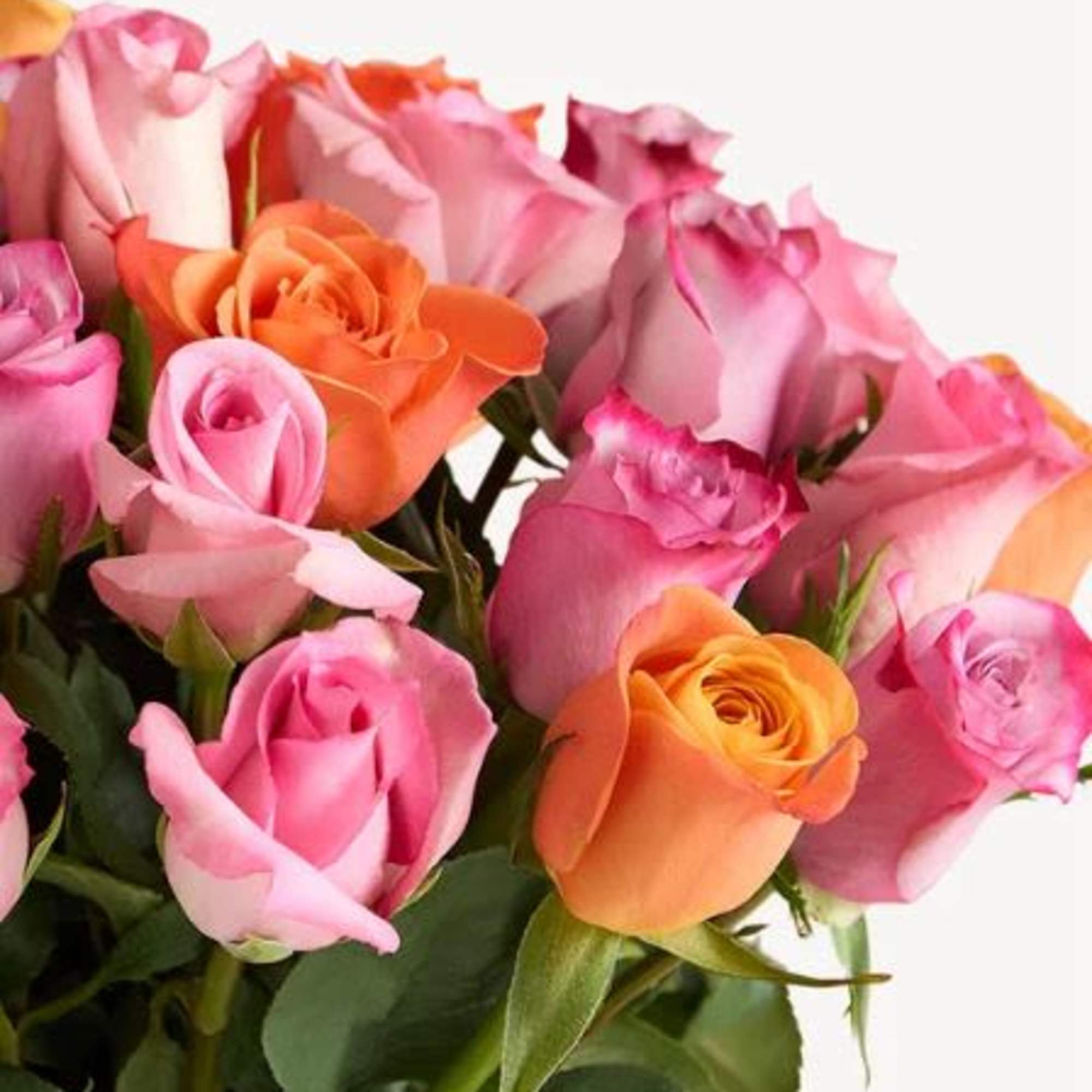  Pet Friendly?
YES While Roses themselves are non-toxic to household pets like