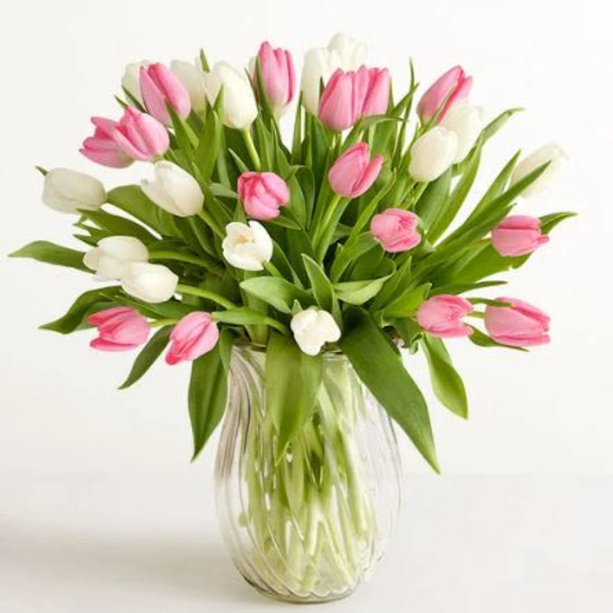  Pet Friendly?
No According to the ASPCA, Tulips contain compounds that are