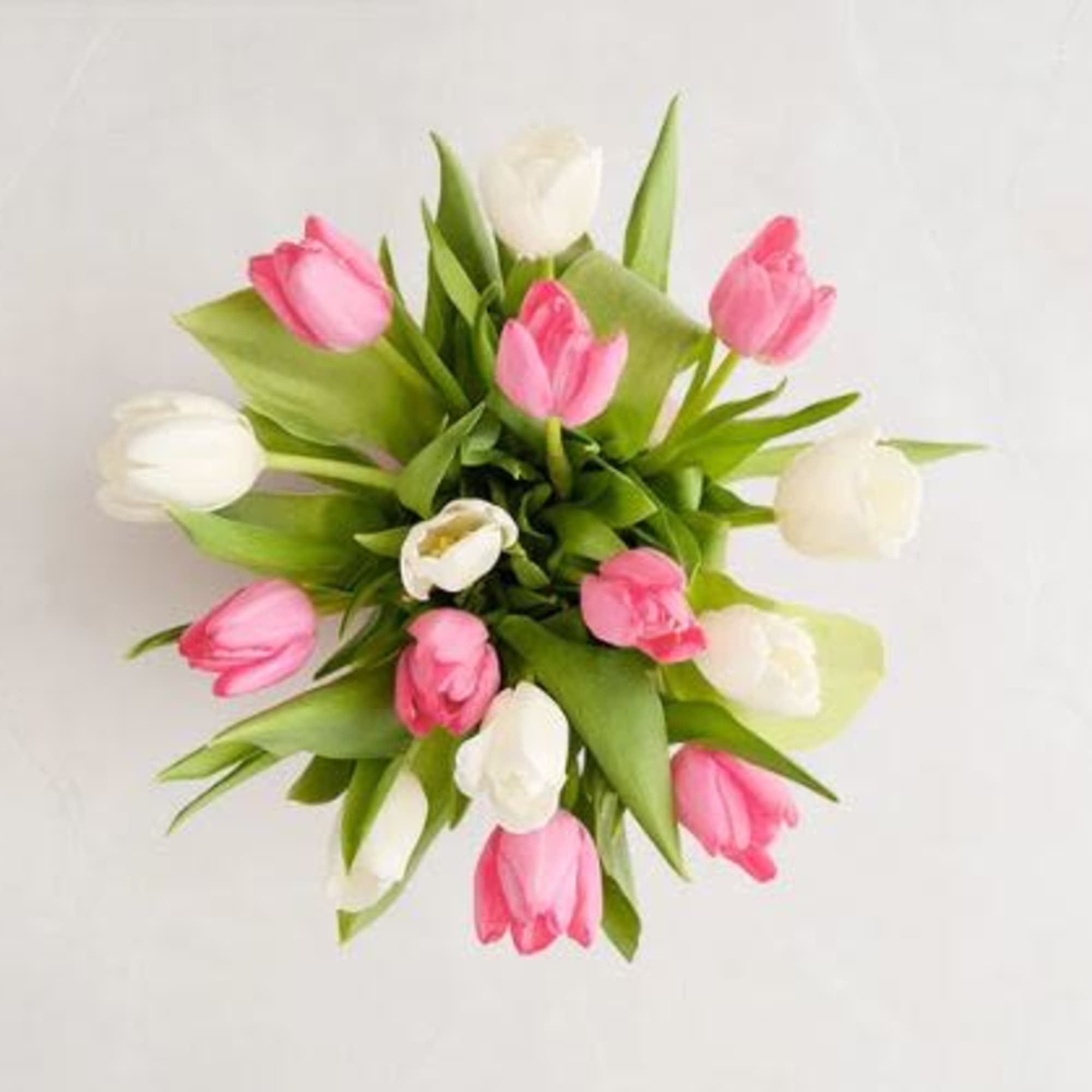  Pet Friendly?
No According to the ASPCA, Tulips contain compounds that are