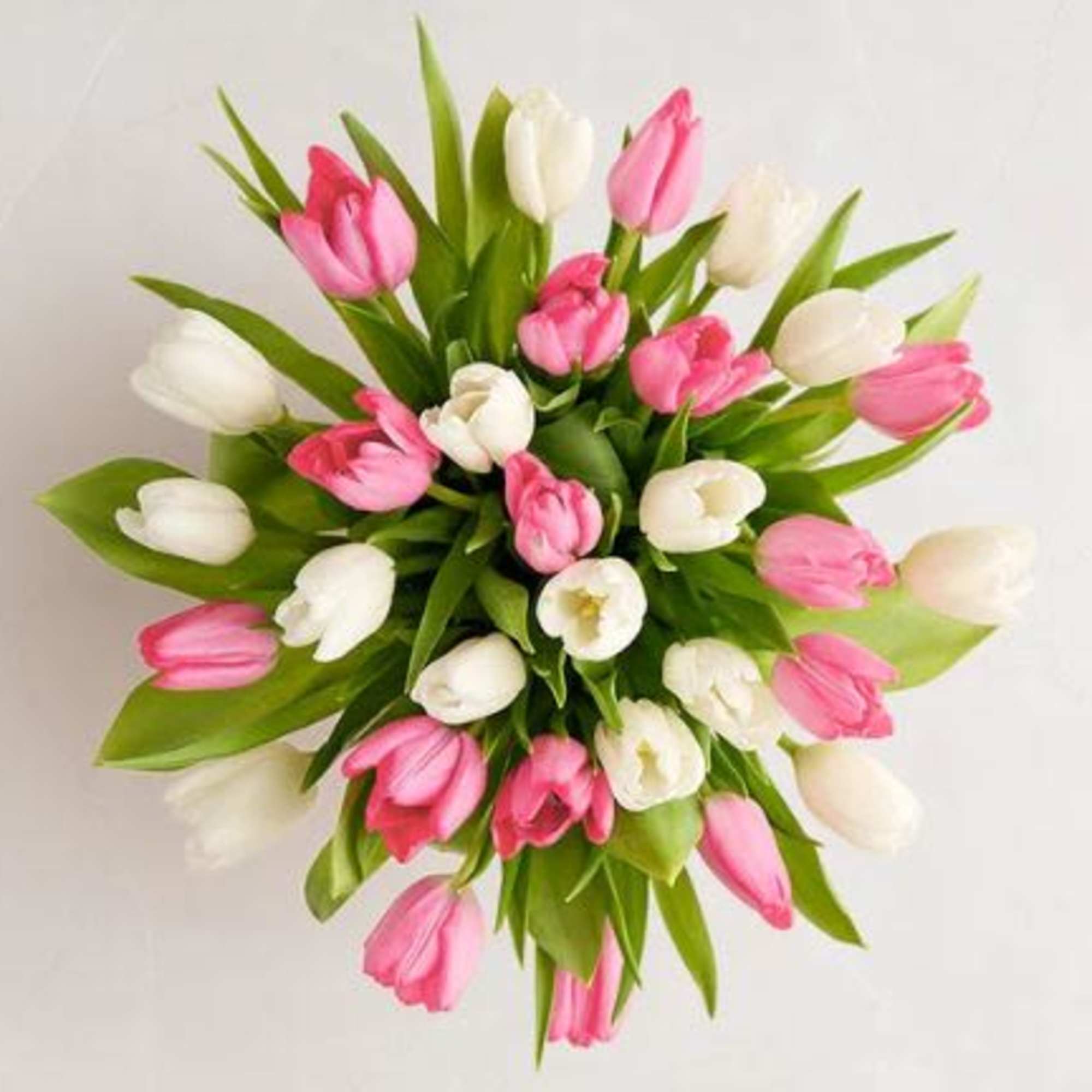  Pet Friendly?
No According to the ASPCA, Tulips contain compounds that are