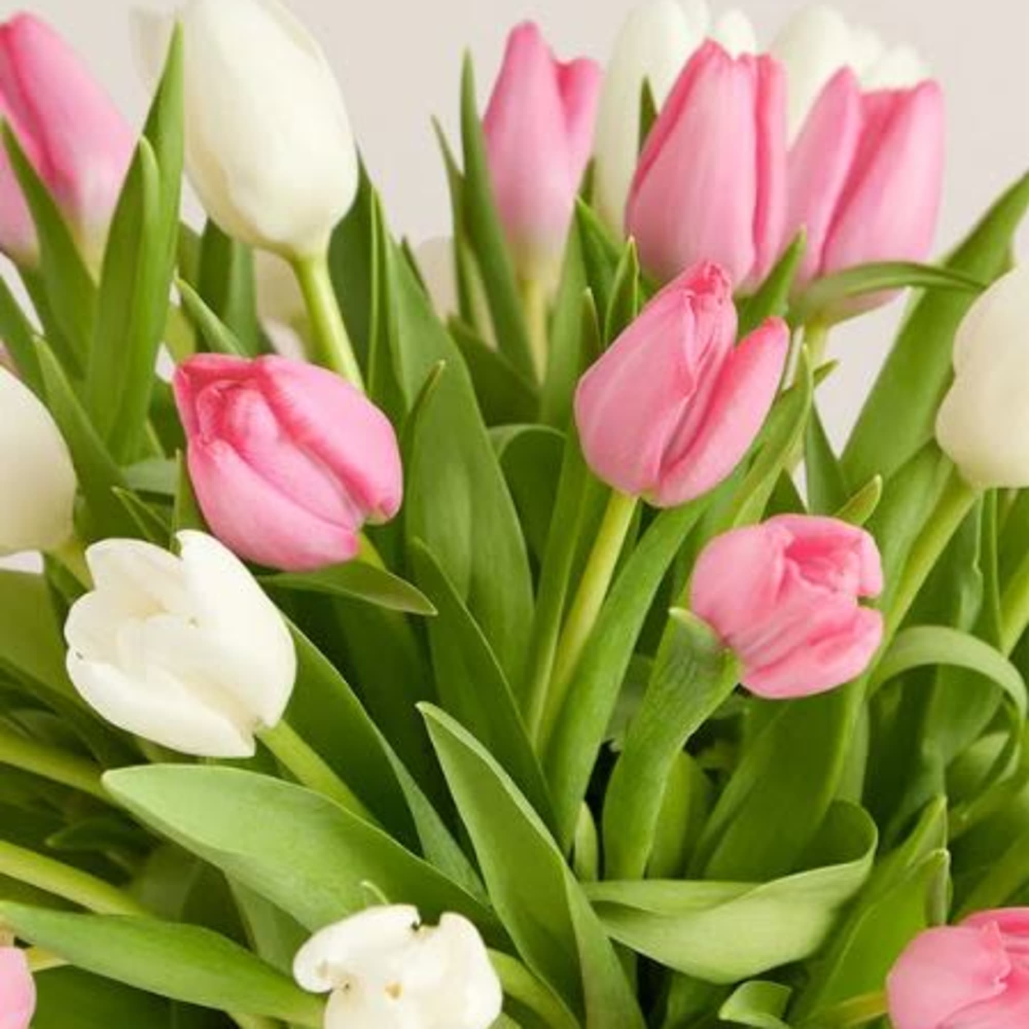  Pet Friendly?
No According to the ASPCA, Tulips contain compounds that are