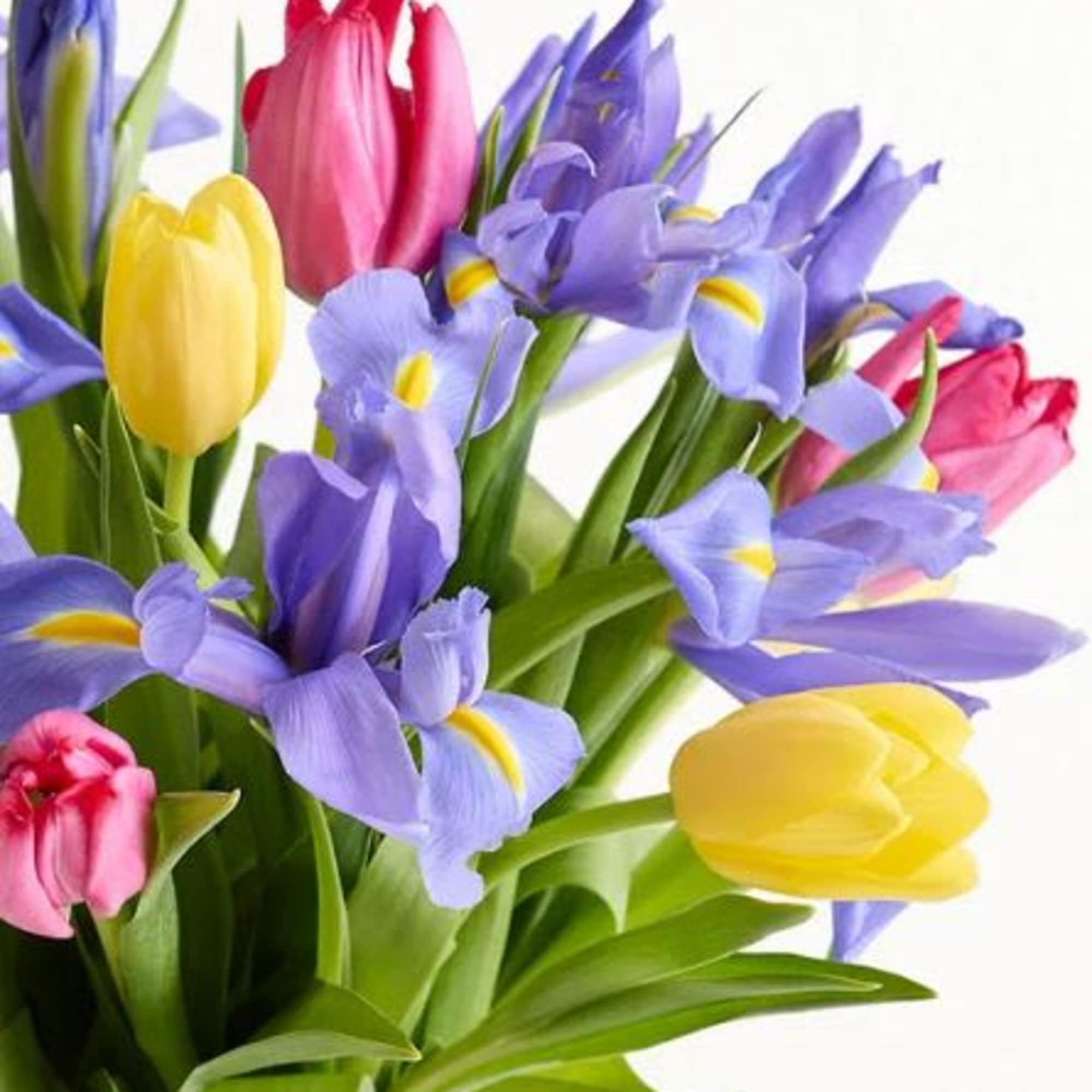  Pet Friendly?
No Both Tulips and Iris are considered toxic to household