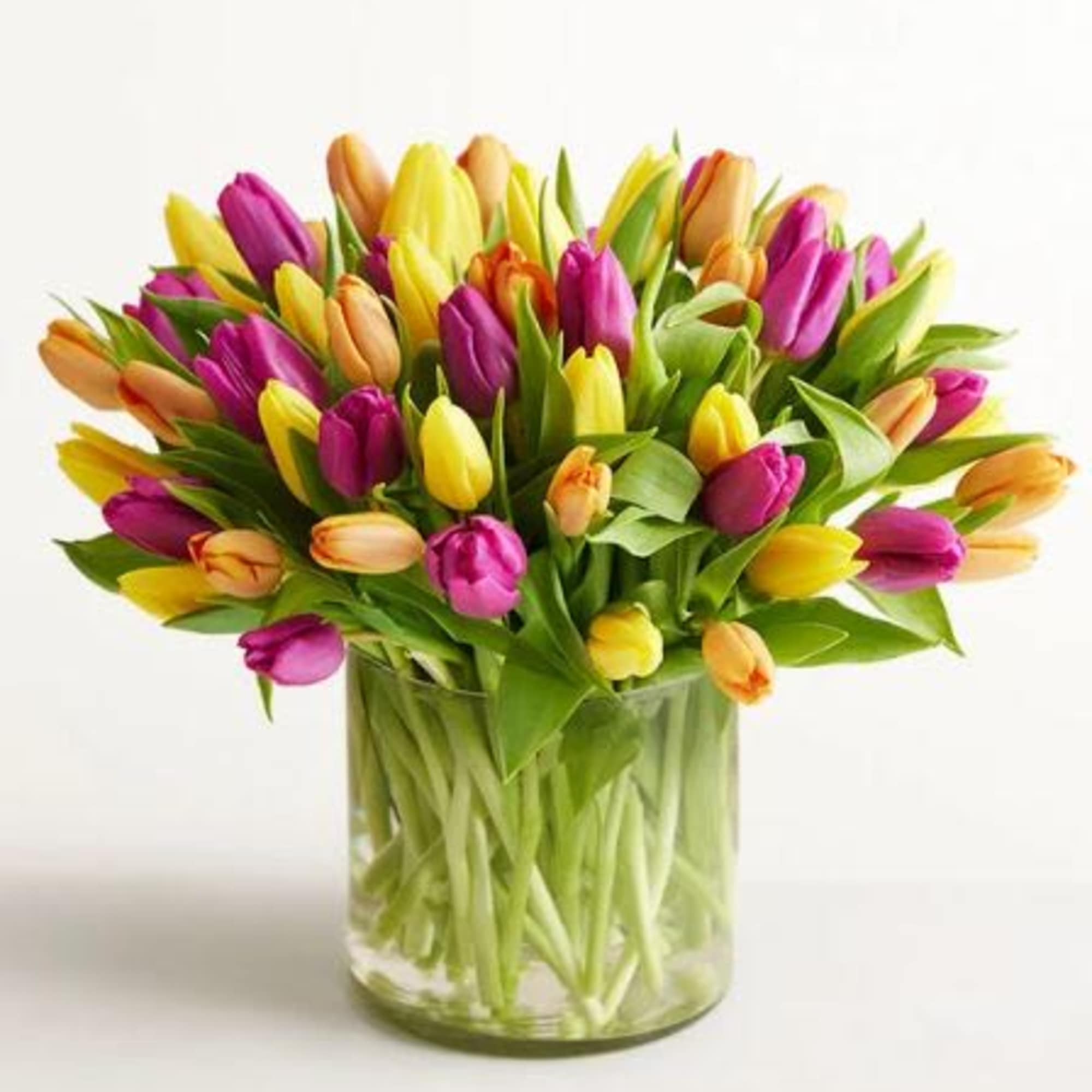  Pet Friendly?
No Tulips are toxic to both cats and dogs, particularly