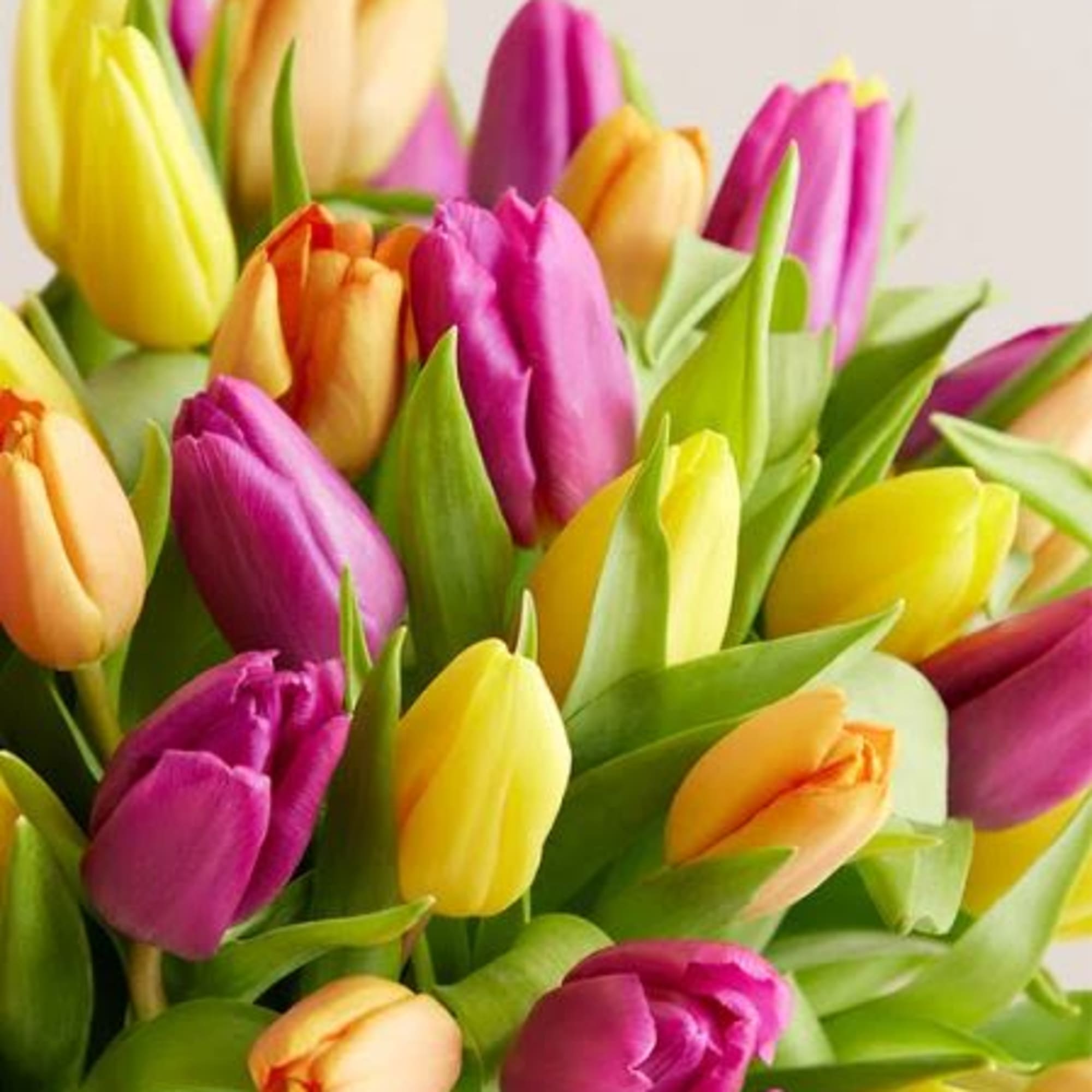  Pet Friendly?
No Tulips are toxic to both cats and dogs, particularly