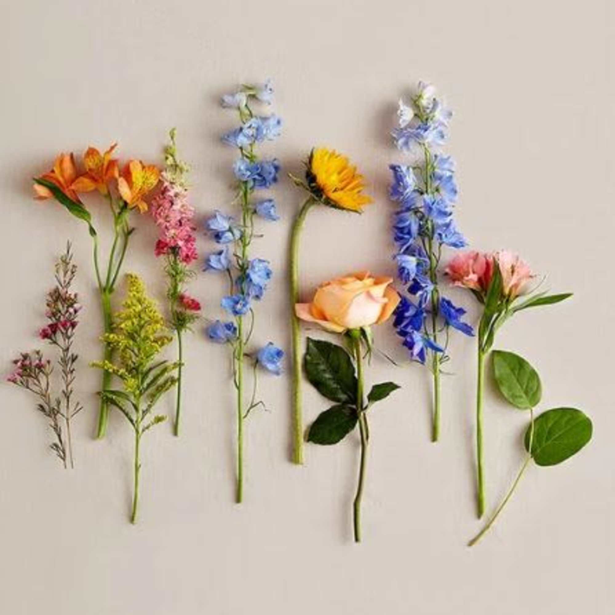  Pet Friendly?
NO While roses and sunflowers are generally safe, Alstroemeria can