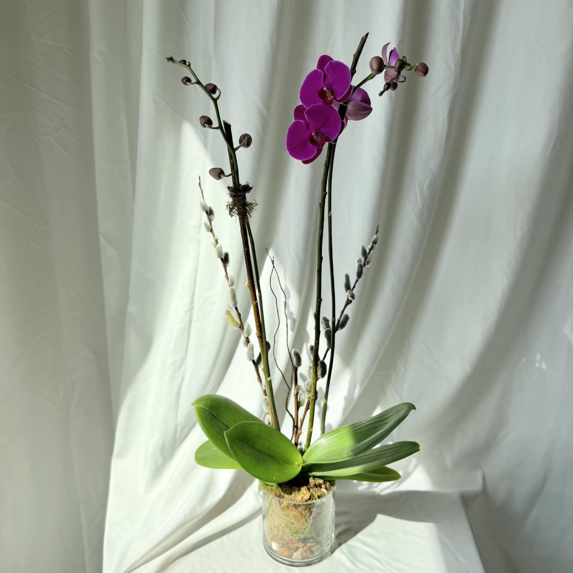 One Phaelaenopsis orchid placed in a beautiful glass, stone, or ceramic container.