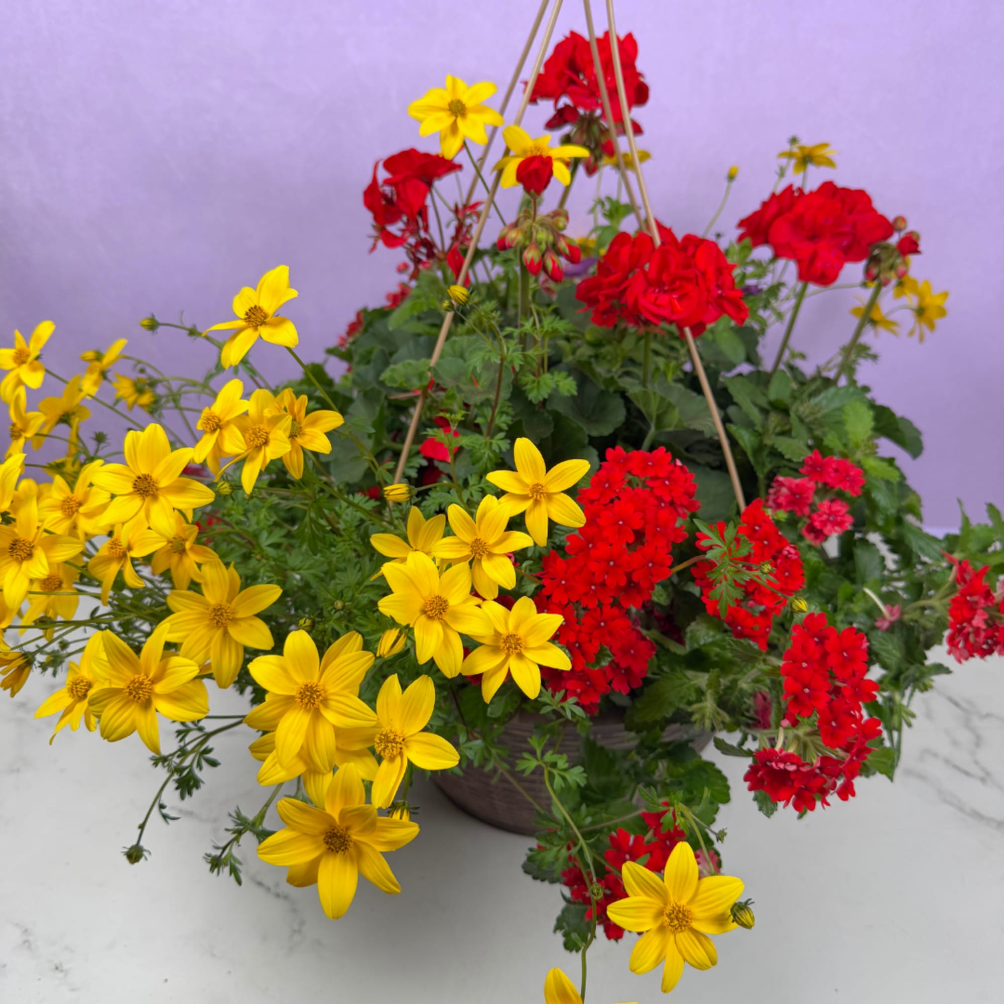 Overflowing cascades of blooms make this 13" mixed hanging basket an instant