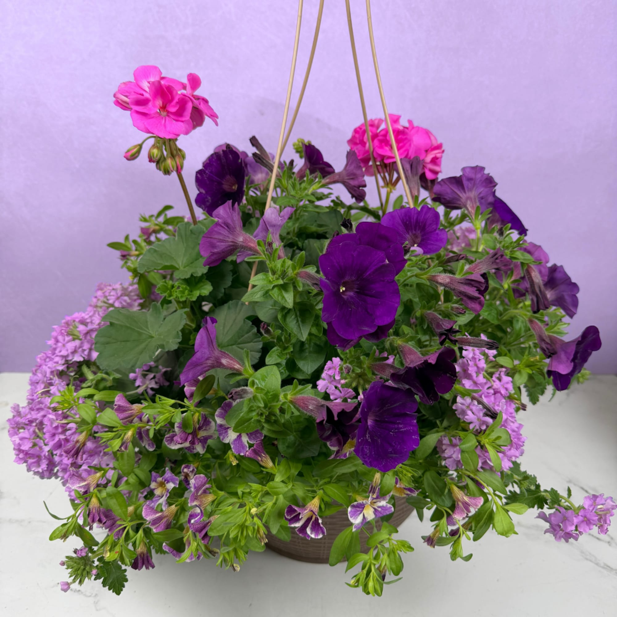 Overflowing cascades of blooms make this 13" mixed hanging basket an instant
