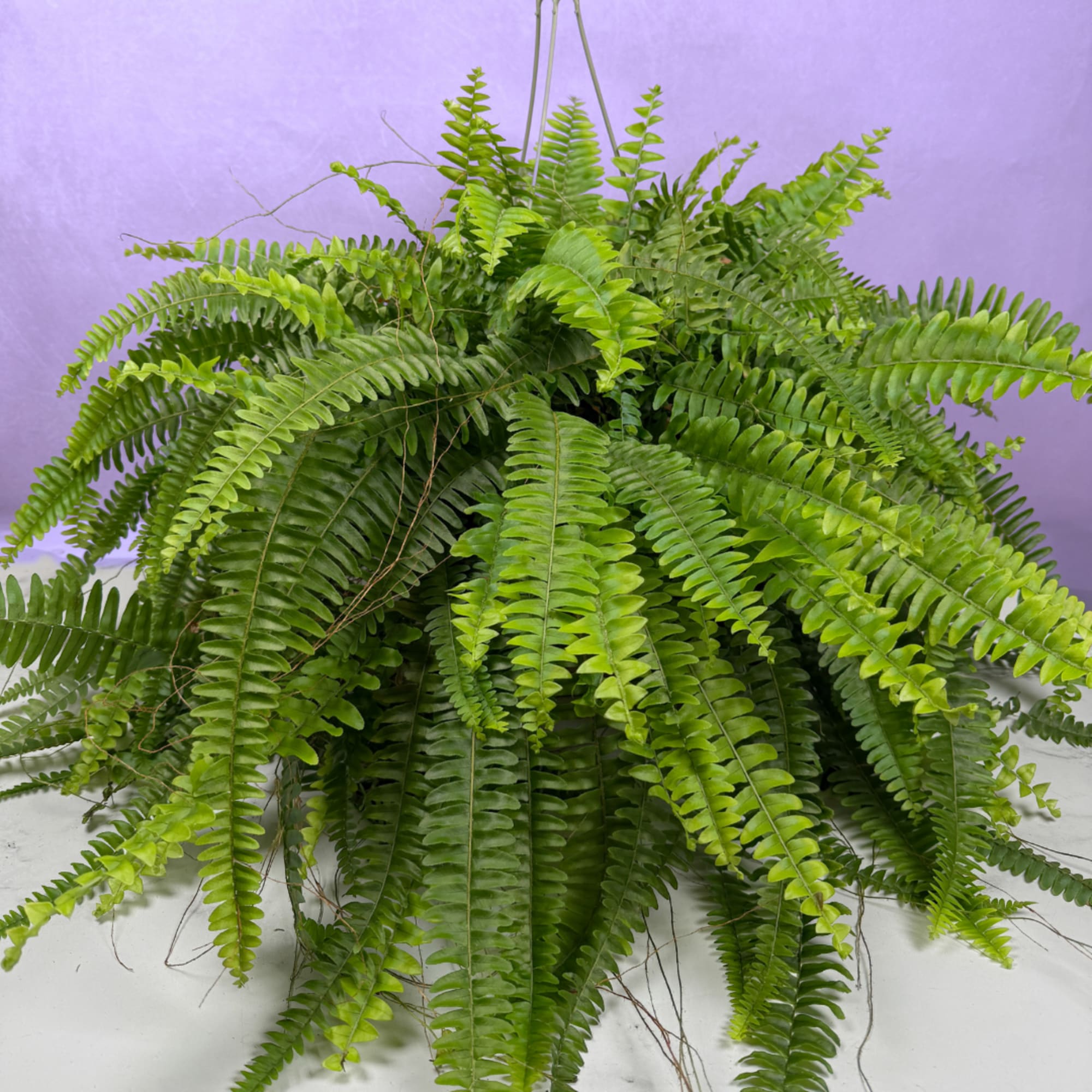 A lush cascade of arching fronds makes this 10" Boston Fern hanging