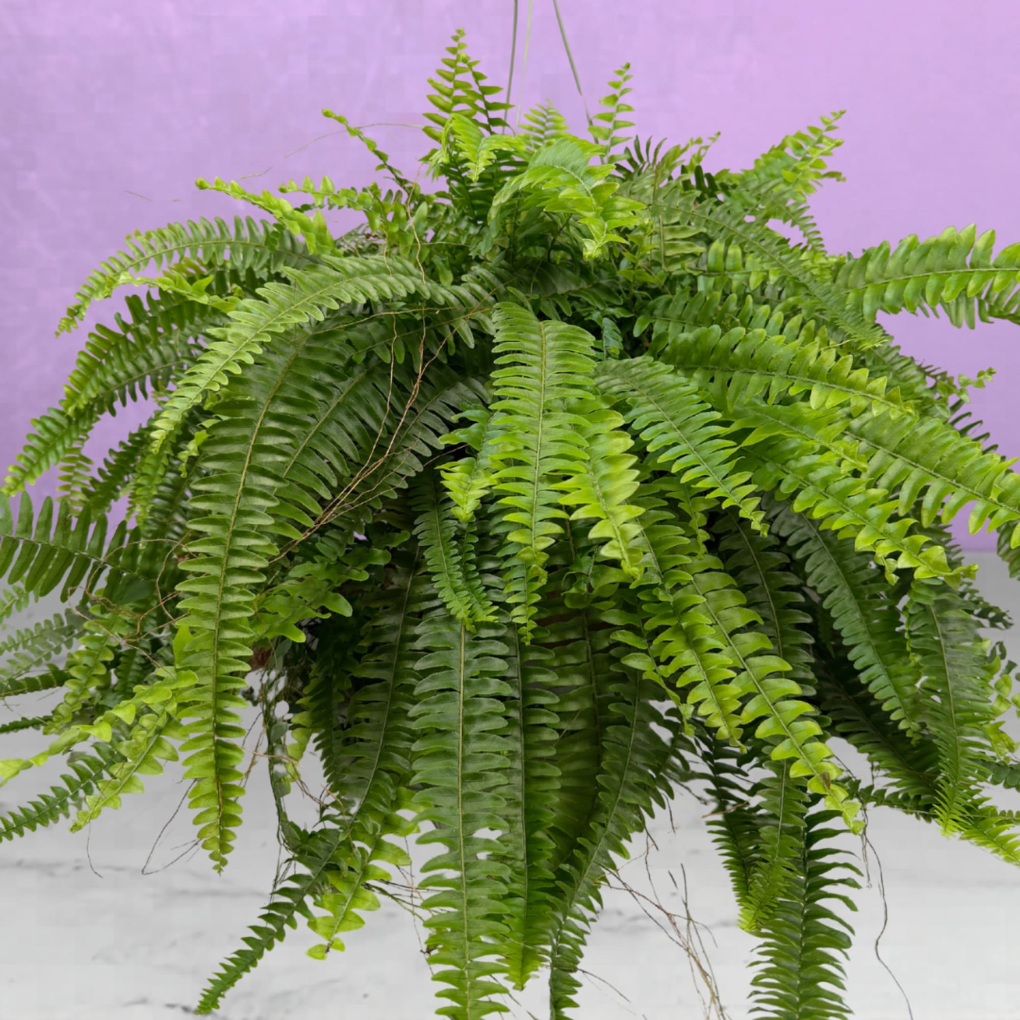 A lush cascade of arching fronds makes this 10" Boston Fern hanging