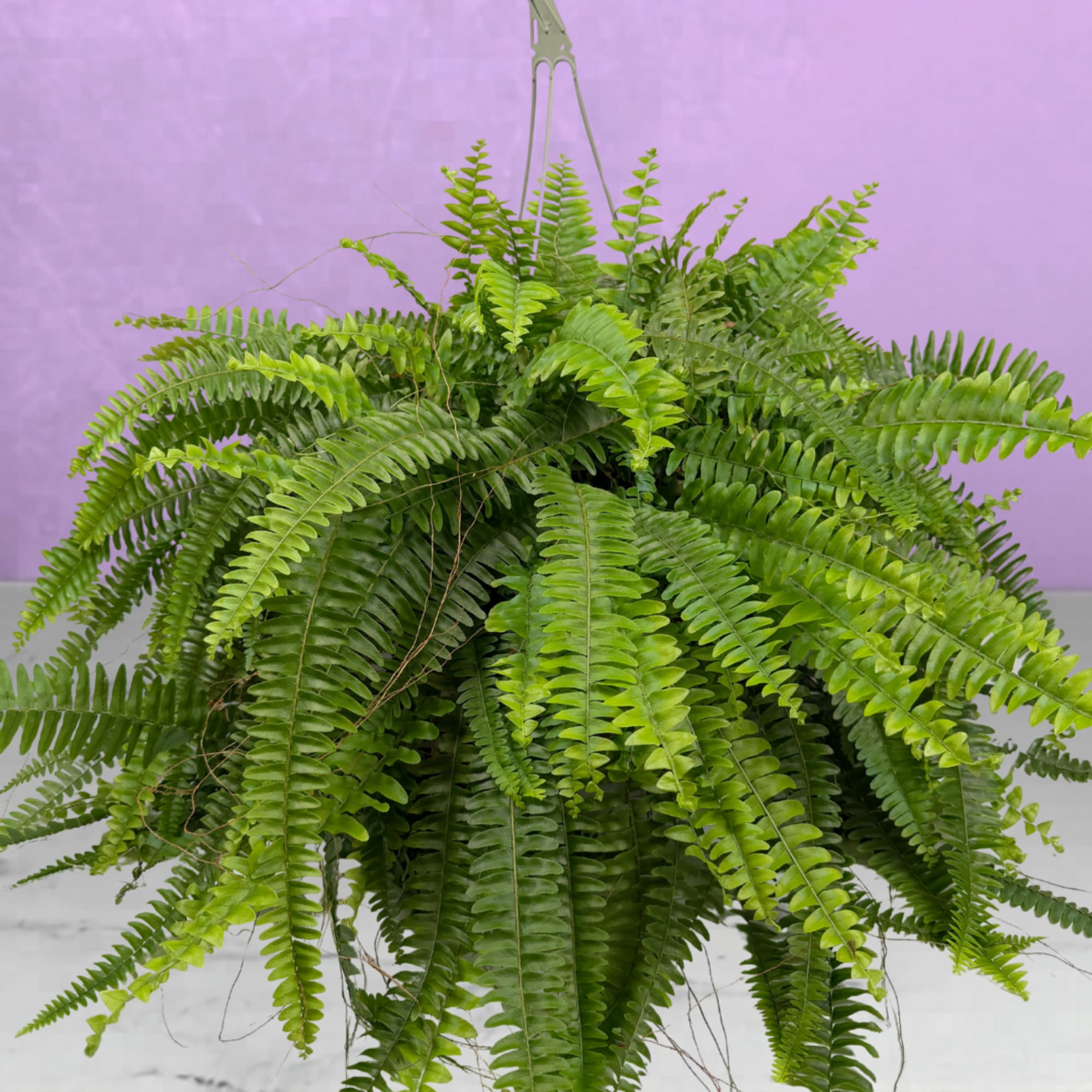 A lush cascade of arching fronds makes this 10" Boston Fern hanging