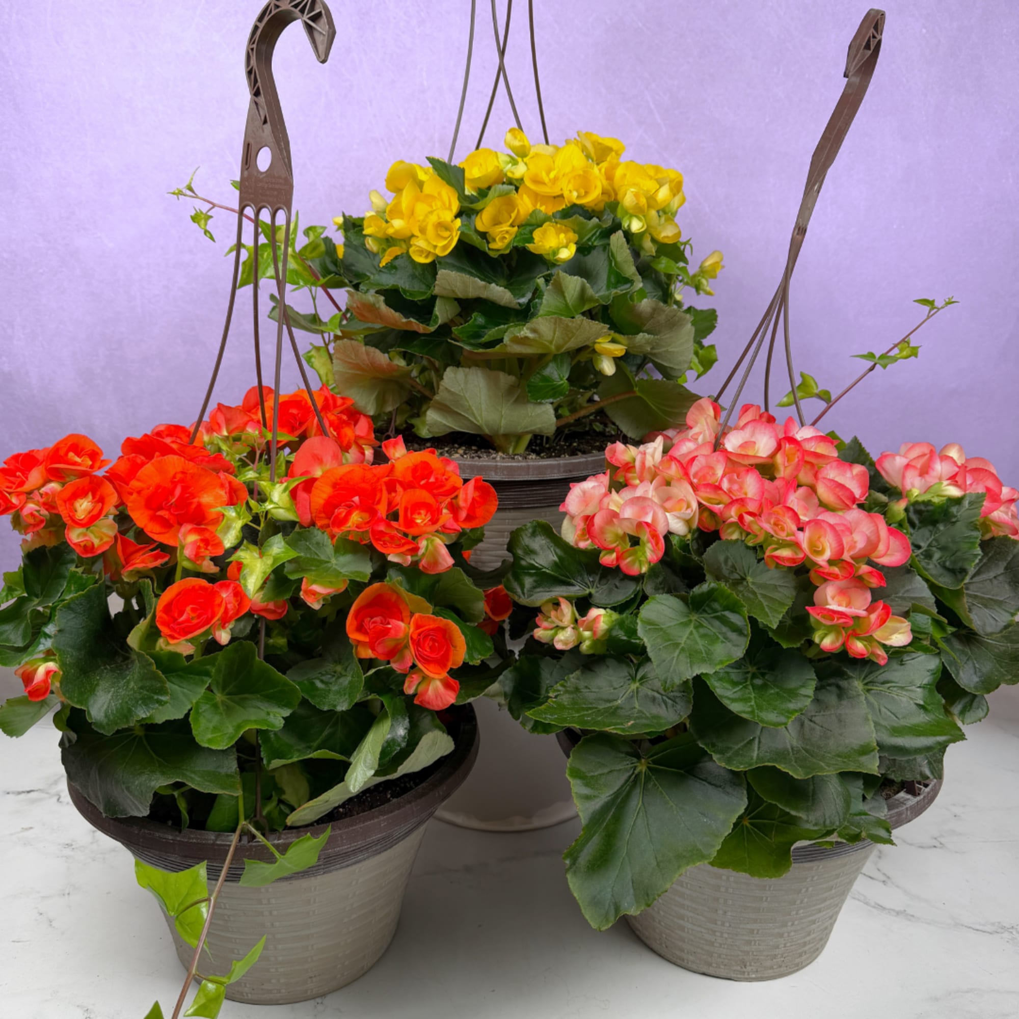 Lush clusters of glossy green foliage and rounded blooms make this 12"