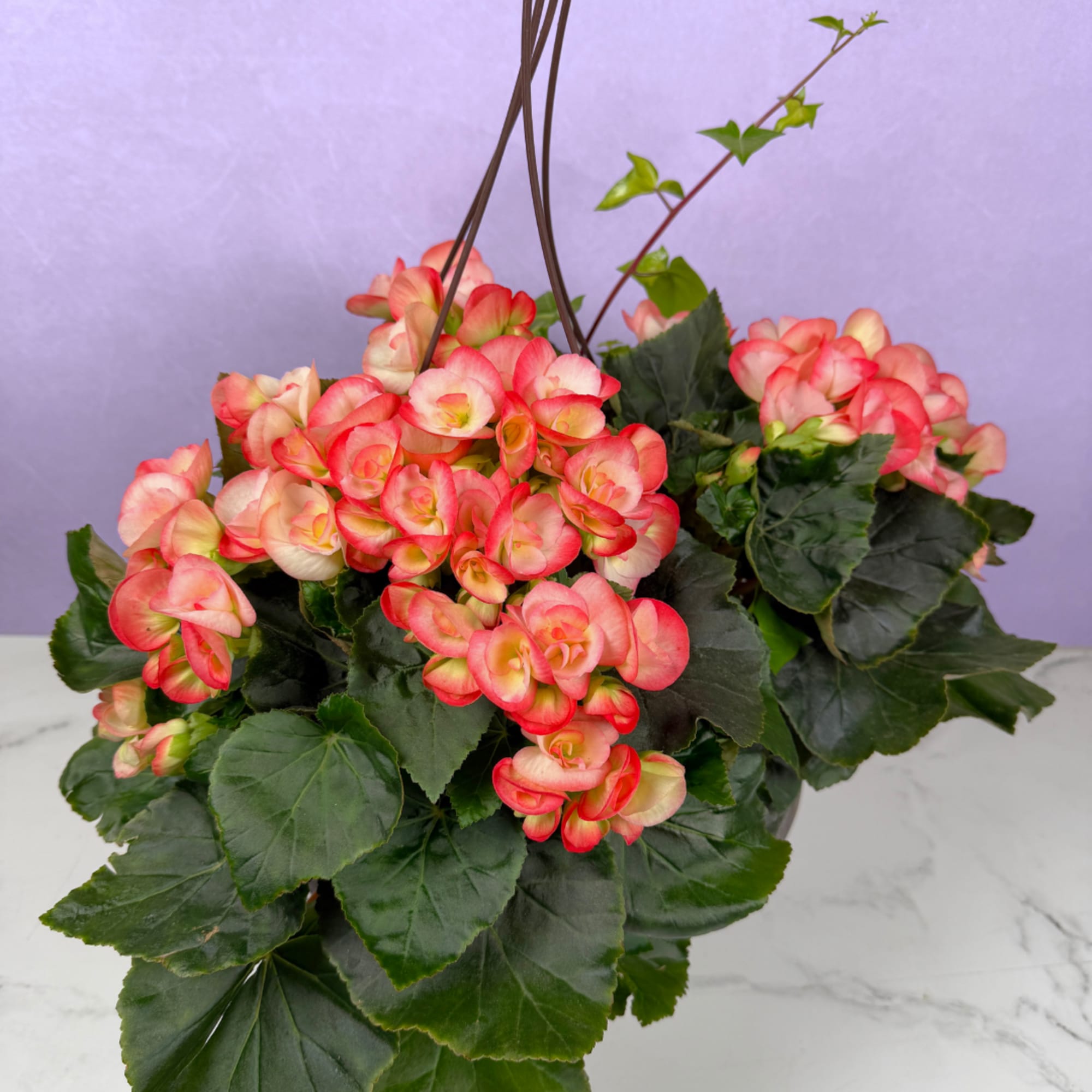 Lush clusters of glossy green foliage and rounded blooms make this 12"