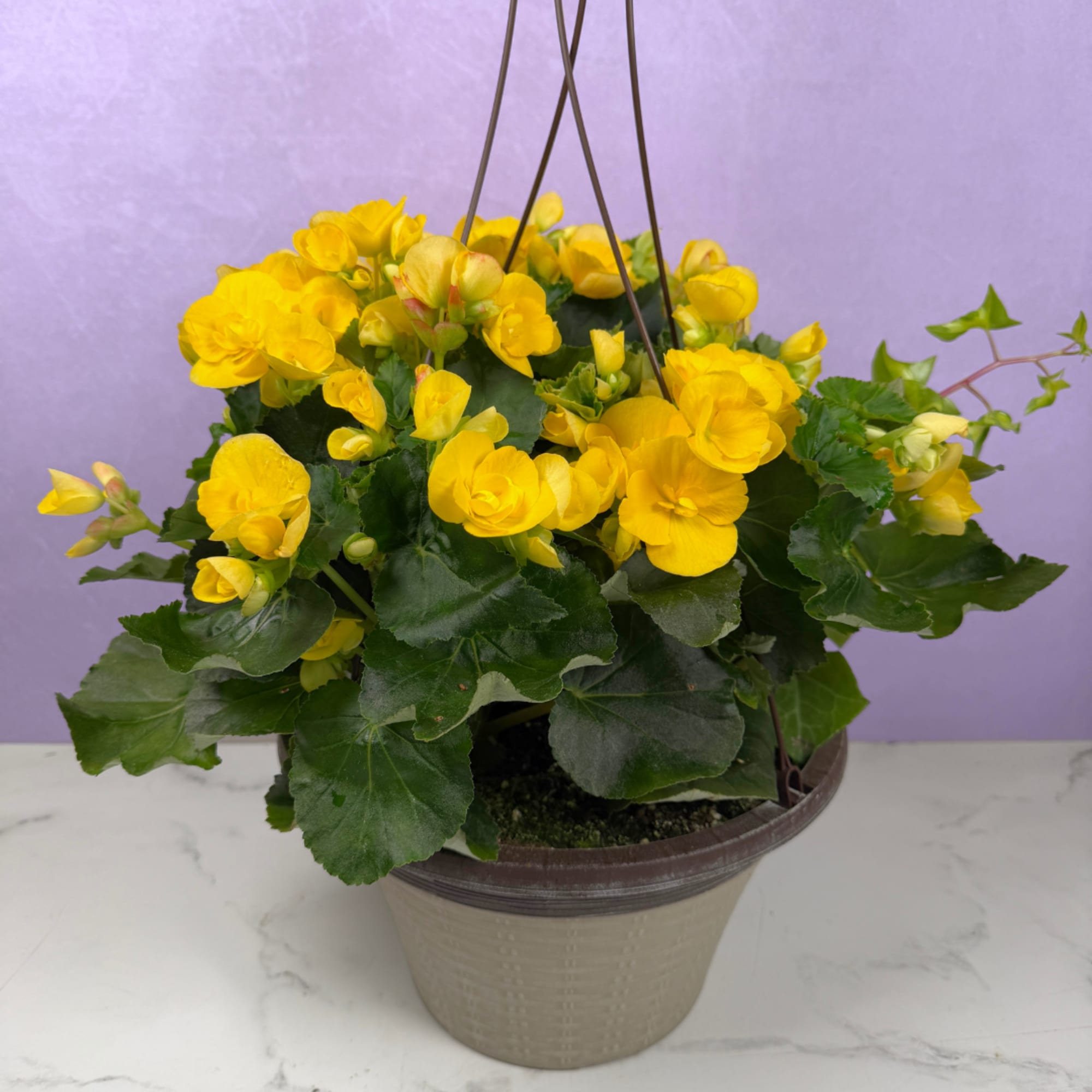 Lush clusters of glossy green foliage and rounded blooms make this 12"