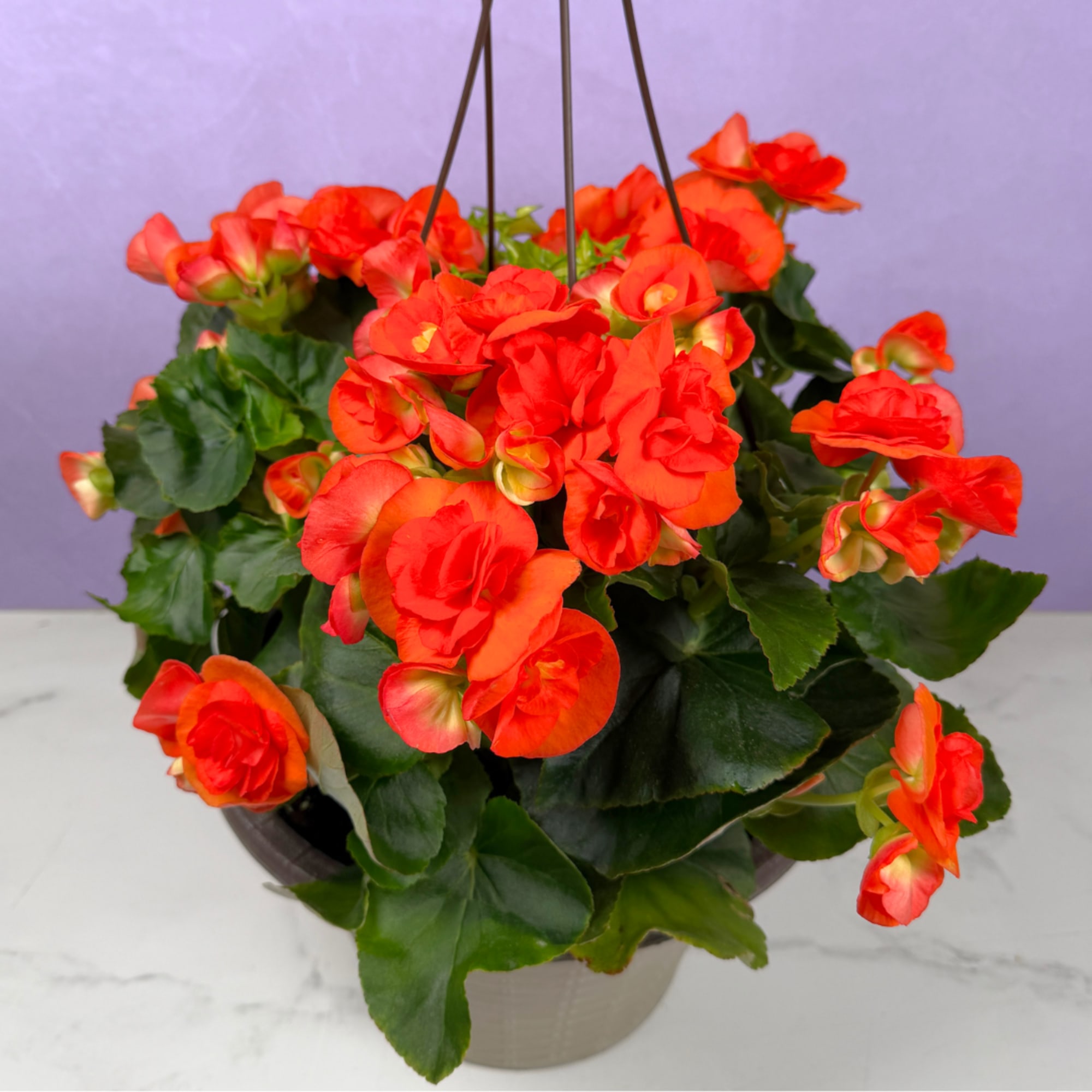 Lush clusters of glossy green foliage and rounded blooms make this 12"